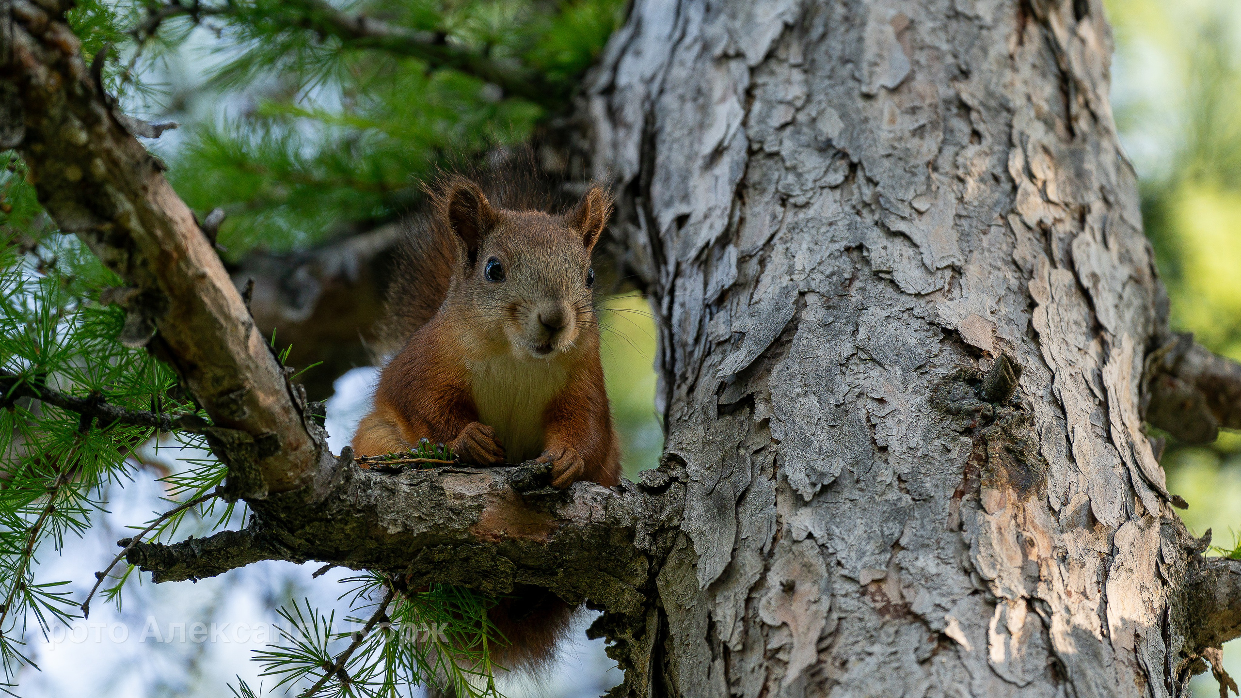 Животные. Фотографии и видеосъемка, Айхал, Удачный, Якутия. Фотографии Айхал