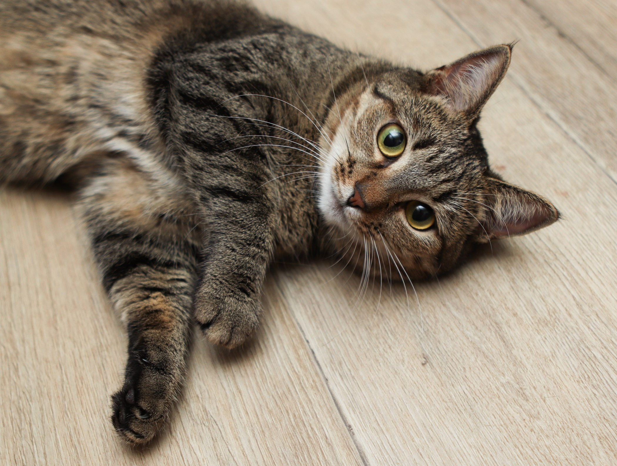 Кошки. Фотограф-анималист Полина Колкова | Москва