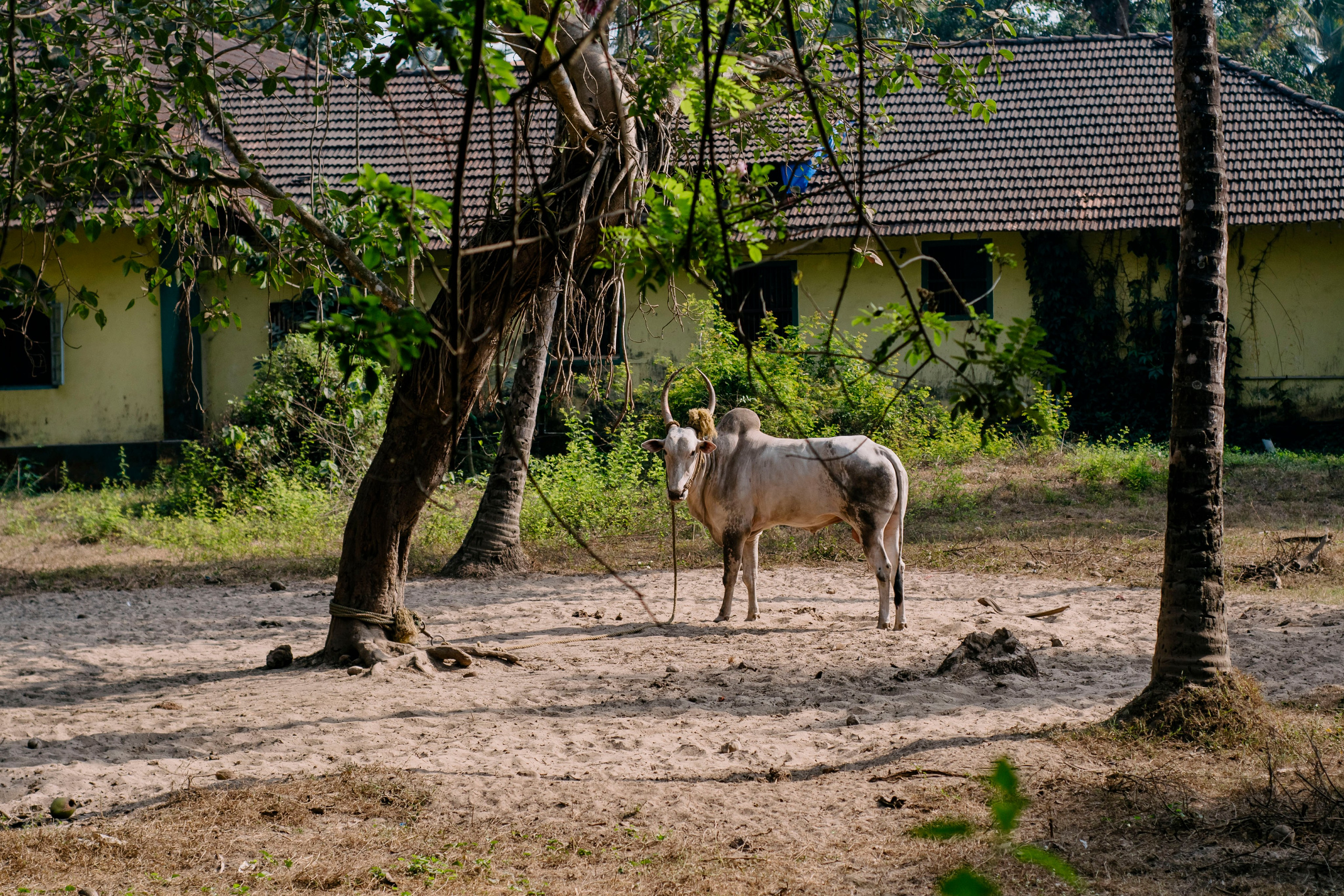 Гоа. индия. Iraogo