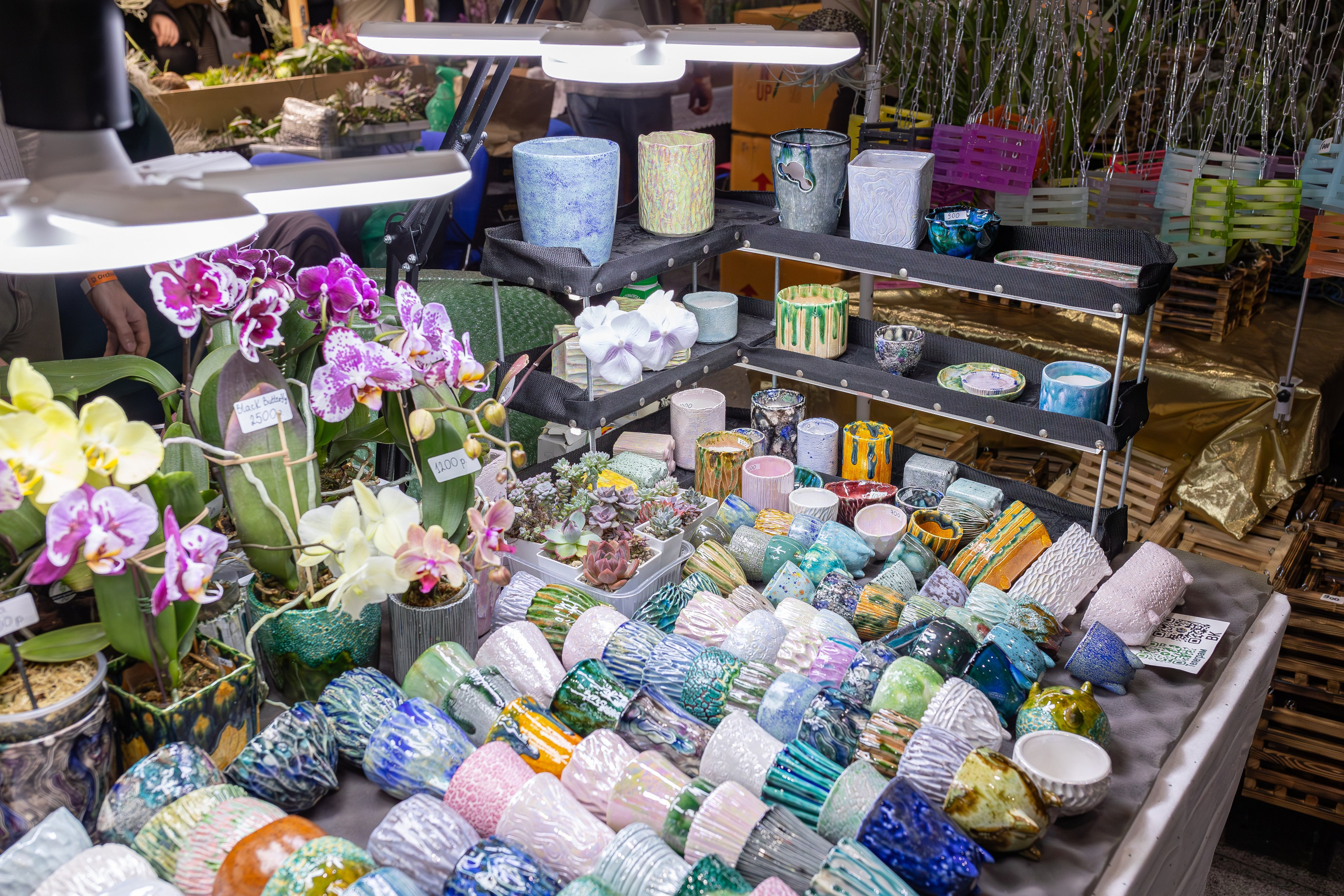 Орхидиум 12.2025. Александра Куликова фотограф, Москва