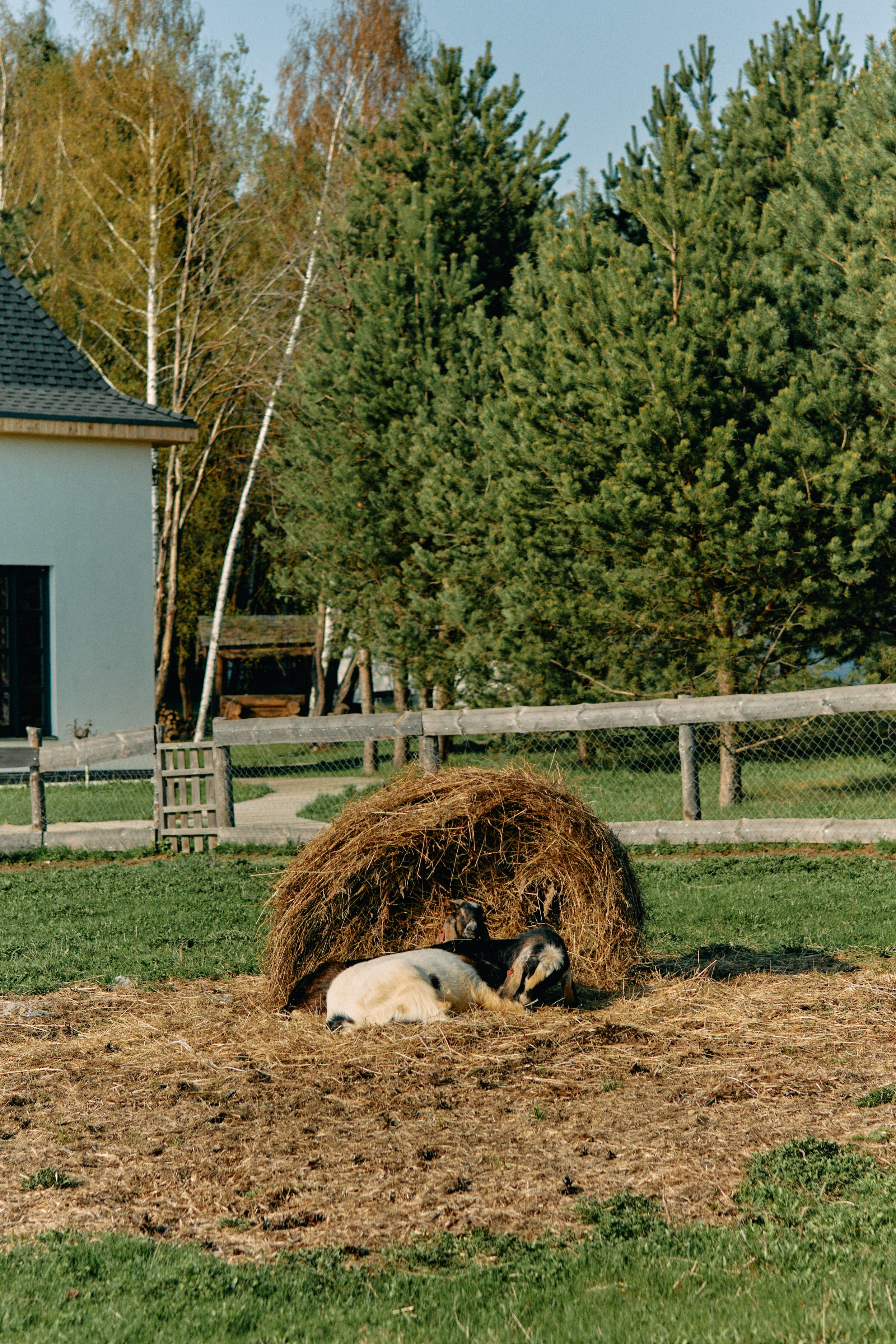 Бутик-отель Поле летом. Профессиональный Фотограф во Владимире, в Москве и в Суздале — Полина Романычева