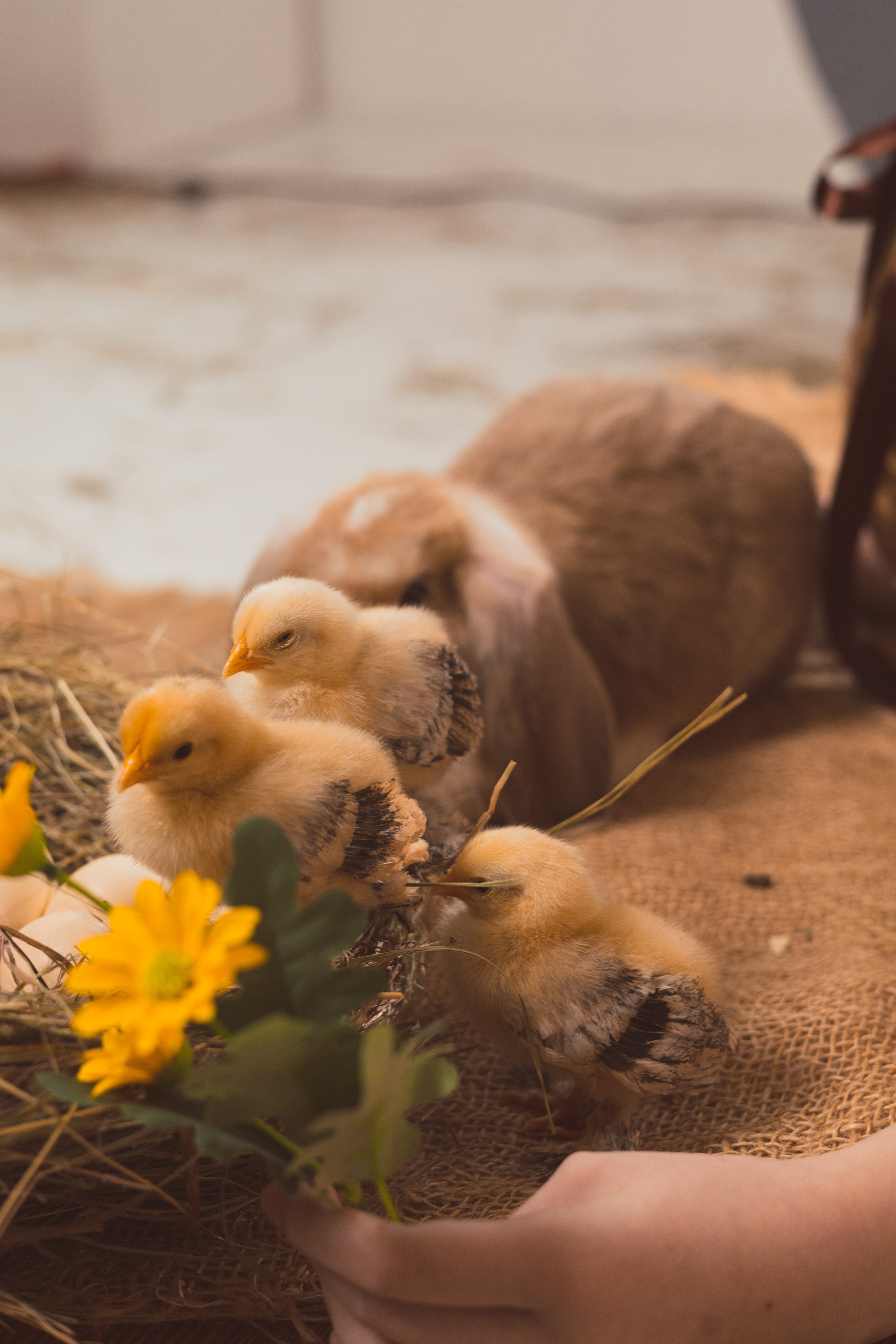 СТУДИЙНЫЕ. Детский и семейный фотограф  Биробиджан Оля Светагор