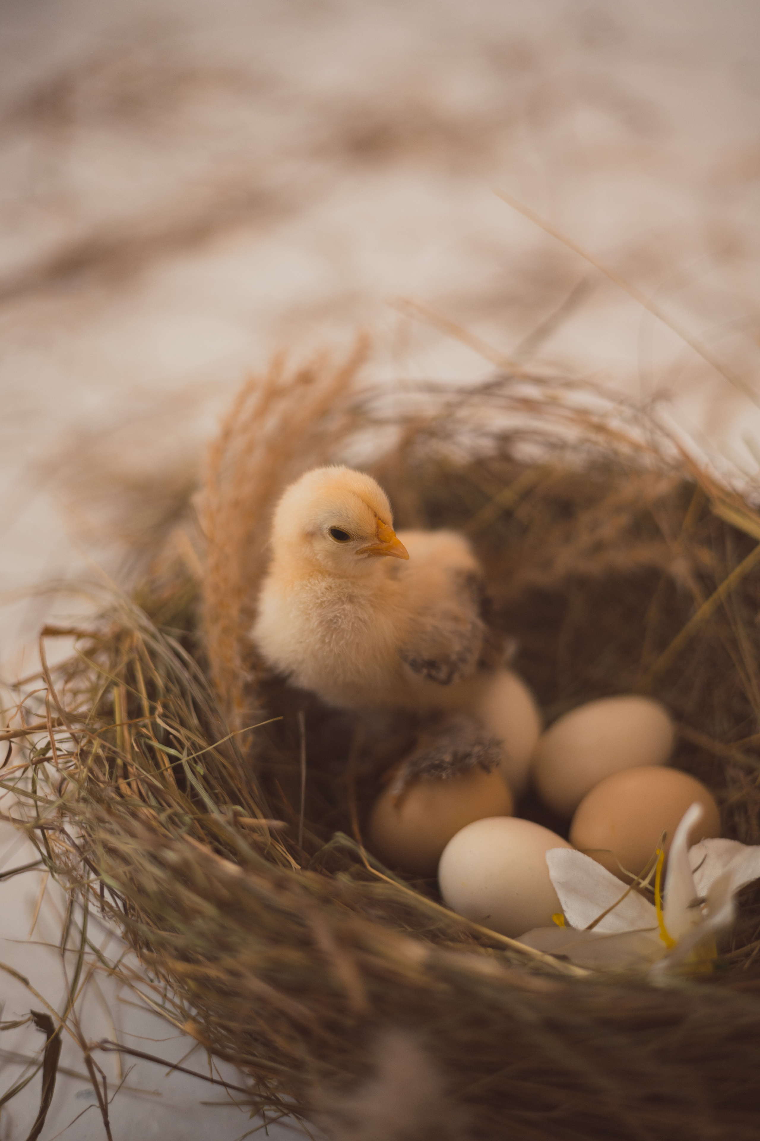 СТУДИЙНЫЕ. Детский и семейный фотограф  Биробиджан Оля Светагор