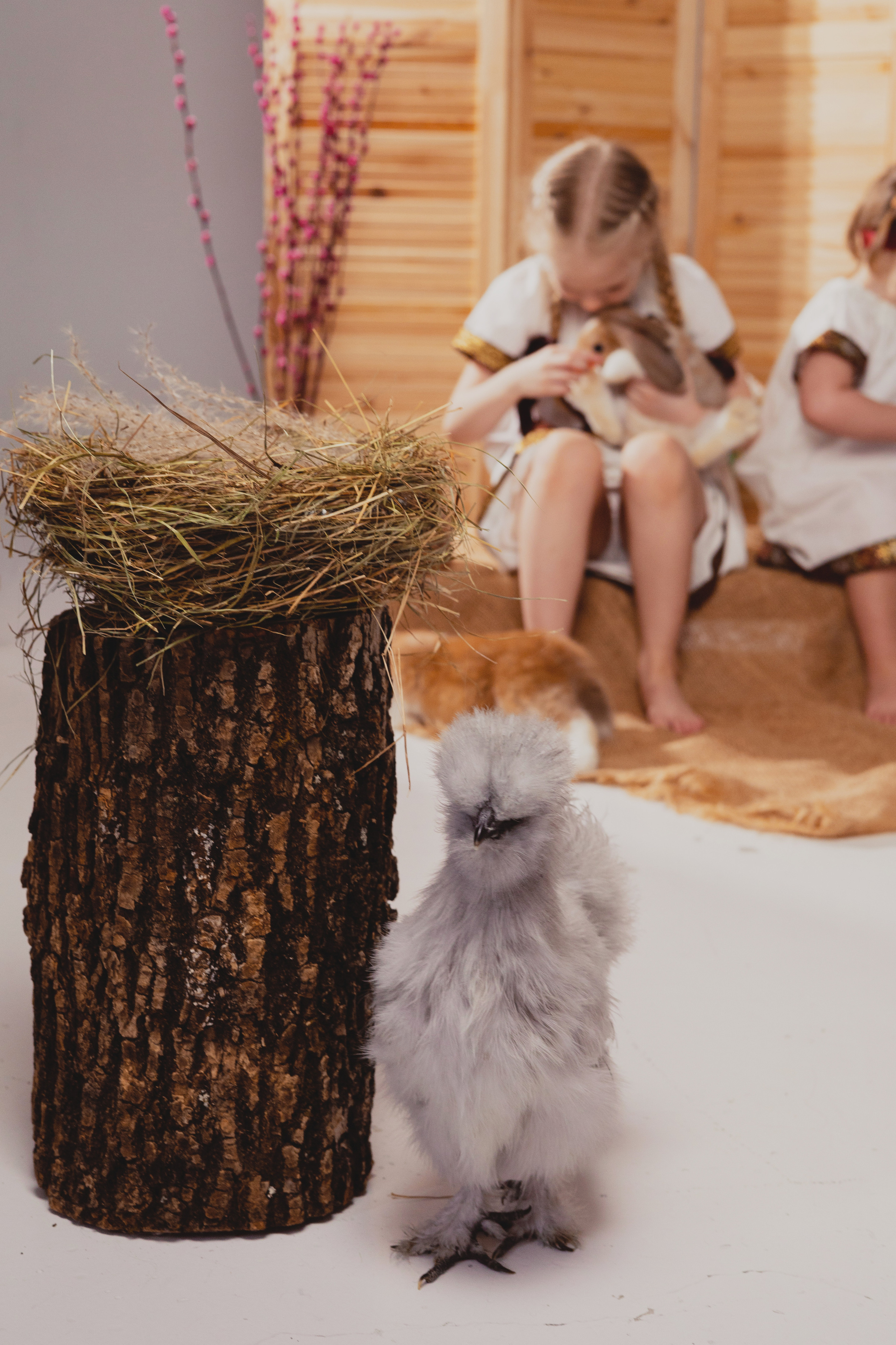 СТУДИЙНЫЕ. Детский и семейный фотограф  Биробиджан Оля Светагор