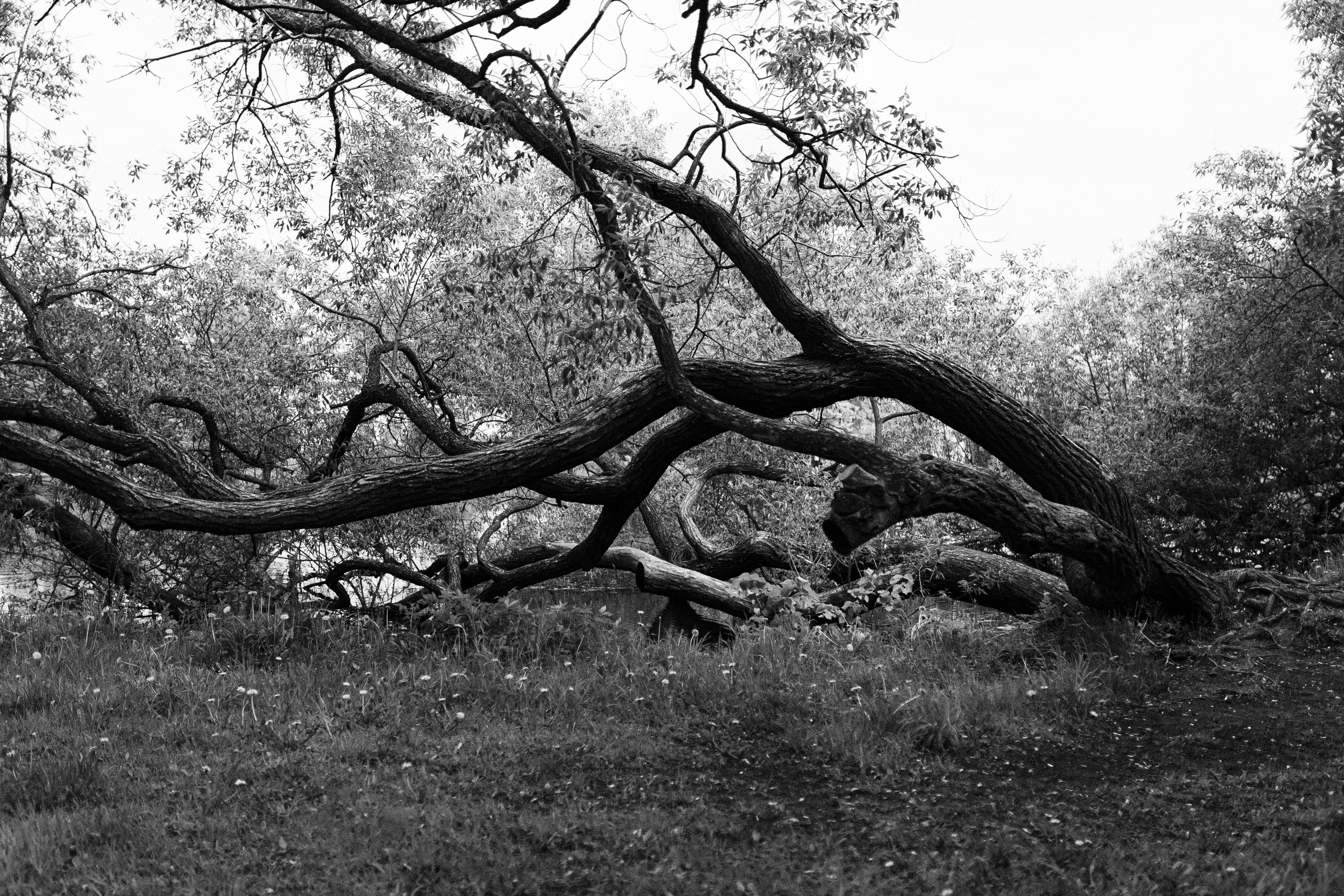 Петергоф. Фотограф Анастасия Платонова | Санкт-Петербург