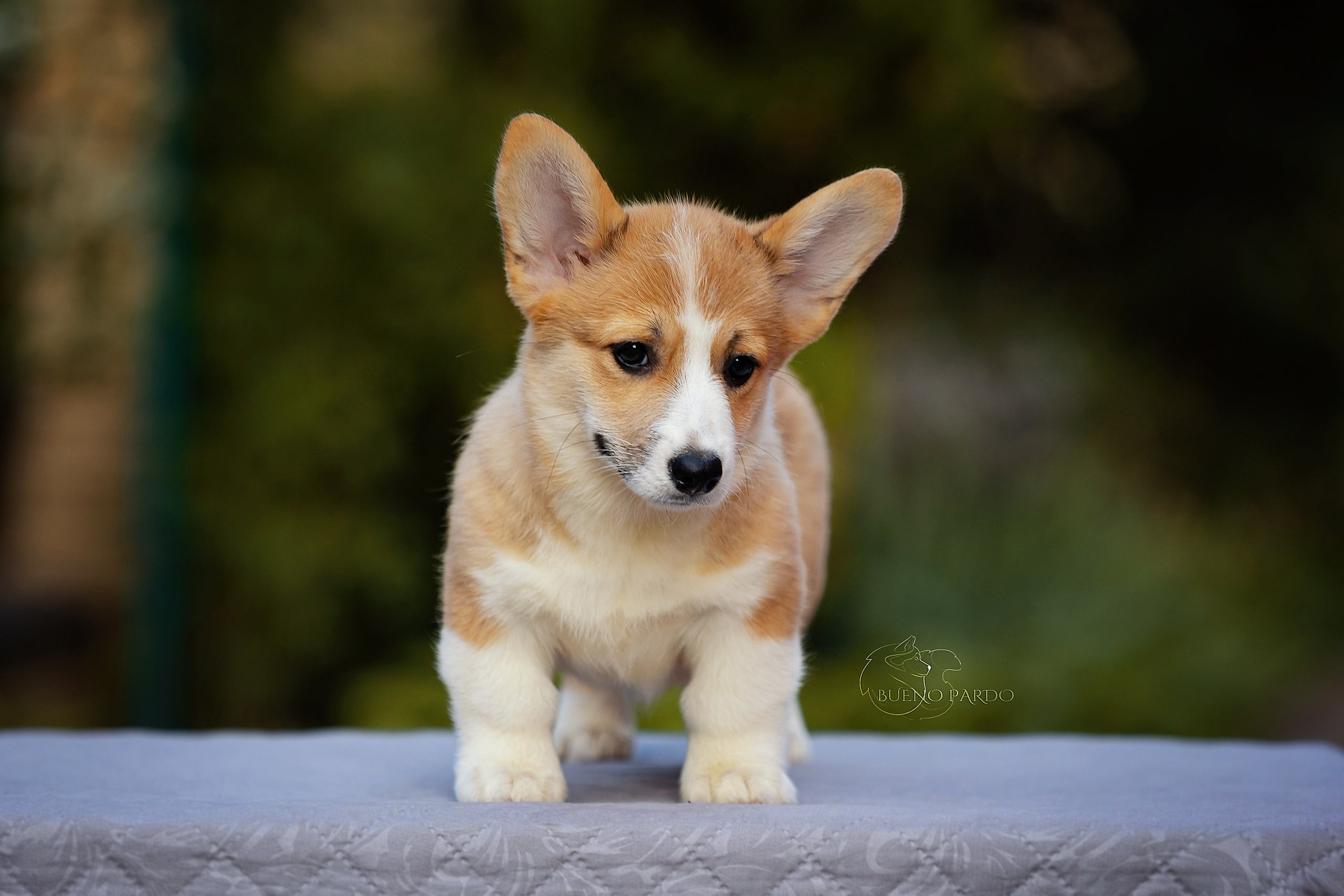 Щенки вельш корги пемброк из питомника. Питомник собак Акита, Хаски, Корги