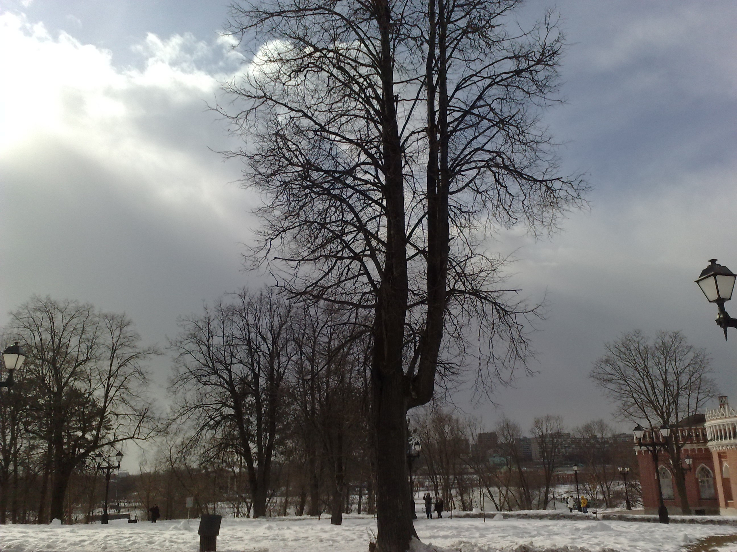 Царицино музей-усадьба. Питомник китайских хохлатых собак Poale Ell: купить щенка в питомнике