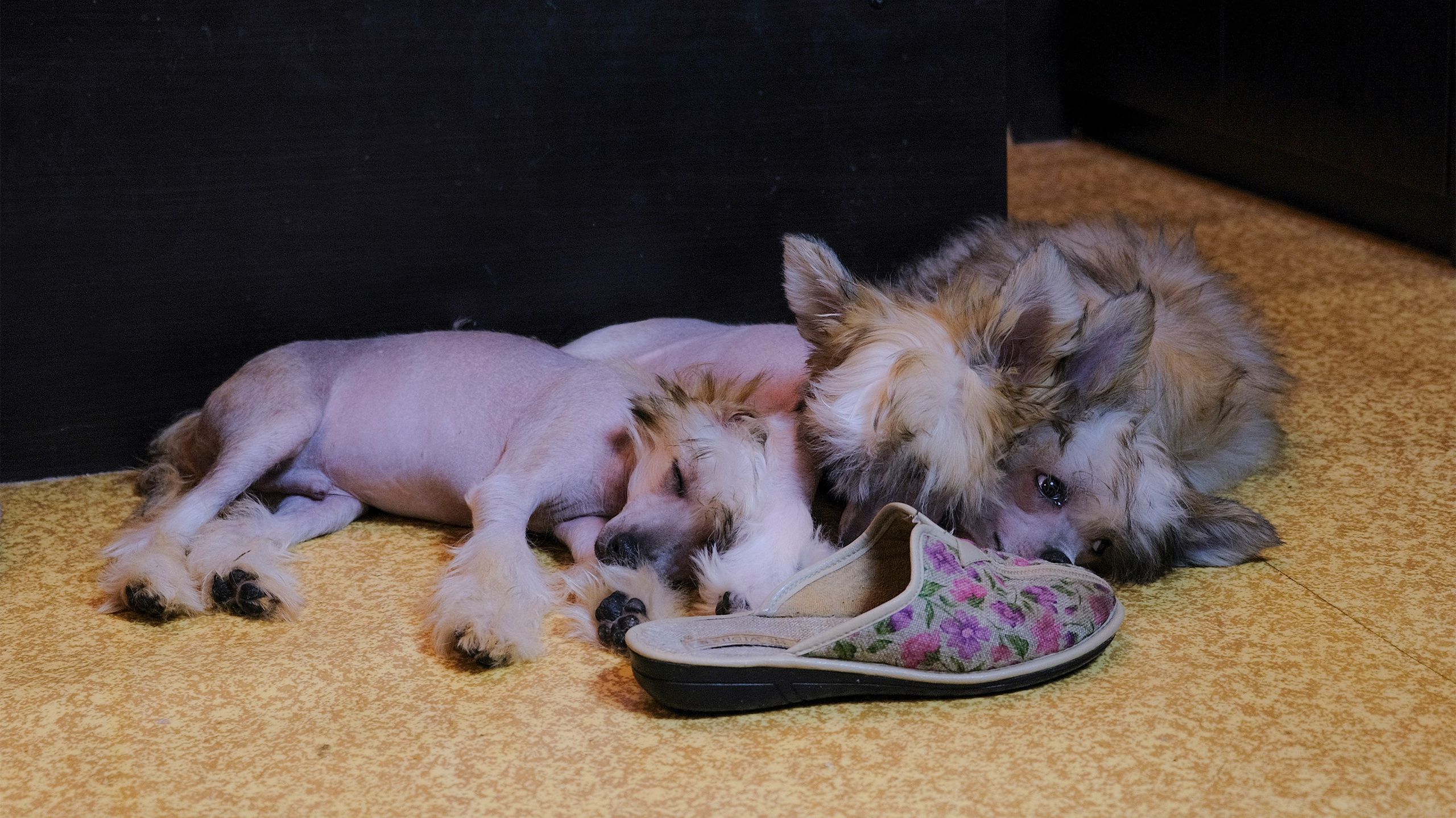 Помёт C. Питомник китайских хохлатых собак Poale Ell: купить щенка в питомнике