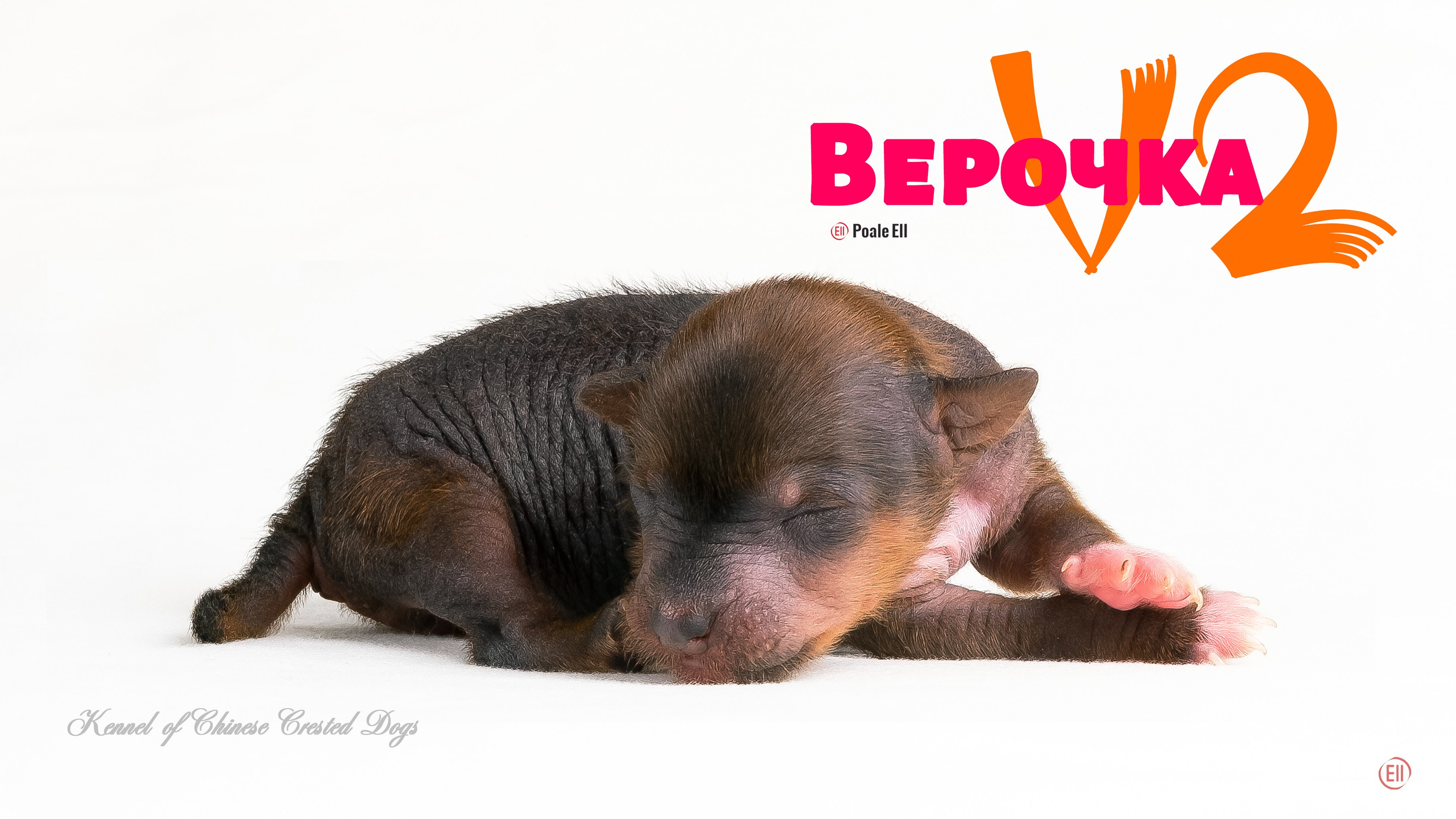 Poale Ell Vera hairless femaly dog. Chinese Crested Dog Kennel Poale Ell