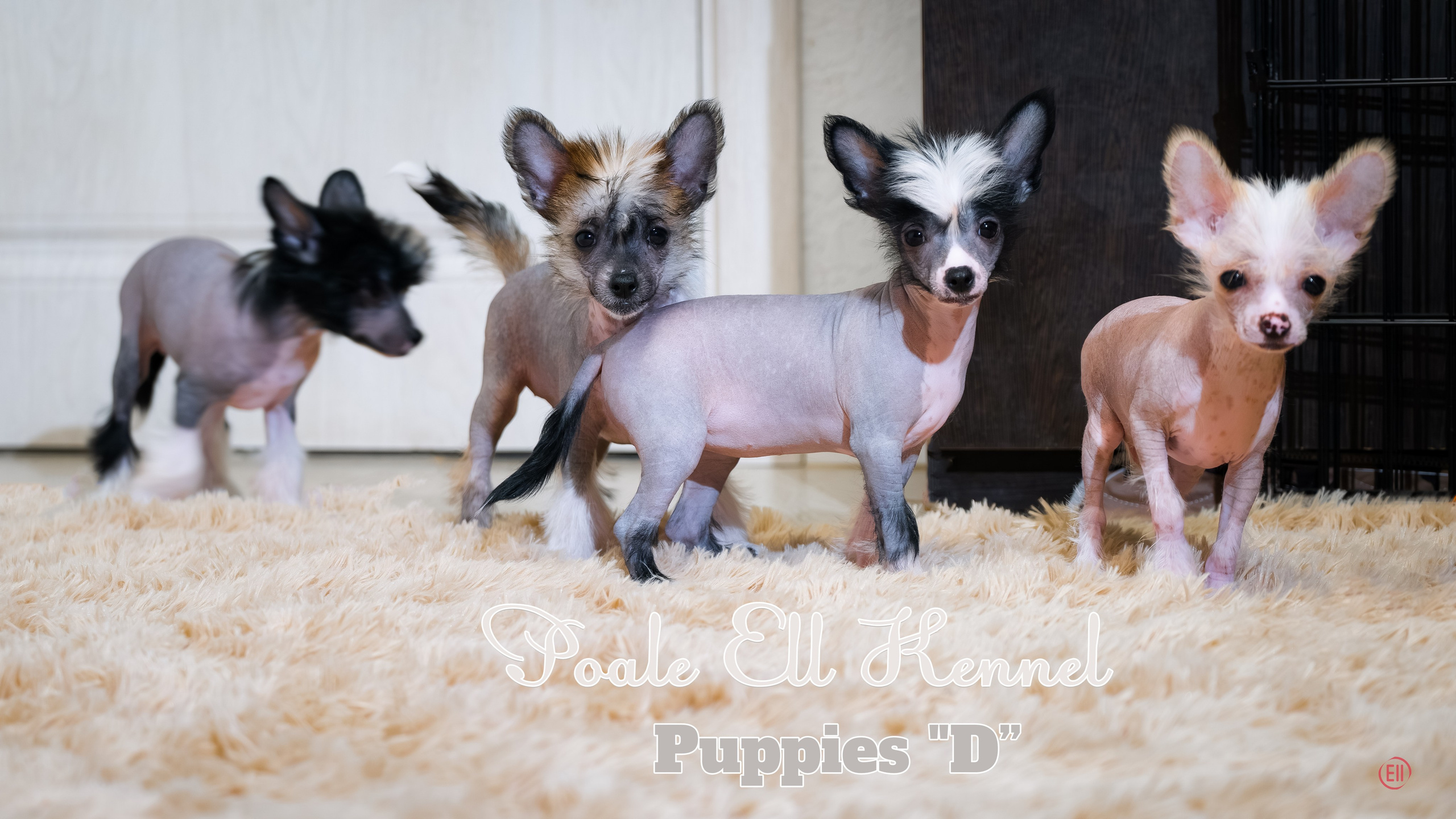 С наступающим 2026 Новым Годом!. Poale Ell Chinese Crested Dog Kennel: Buy a puppy from the kennel