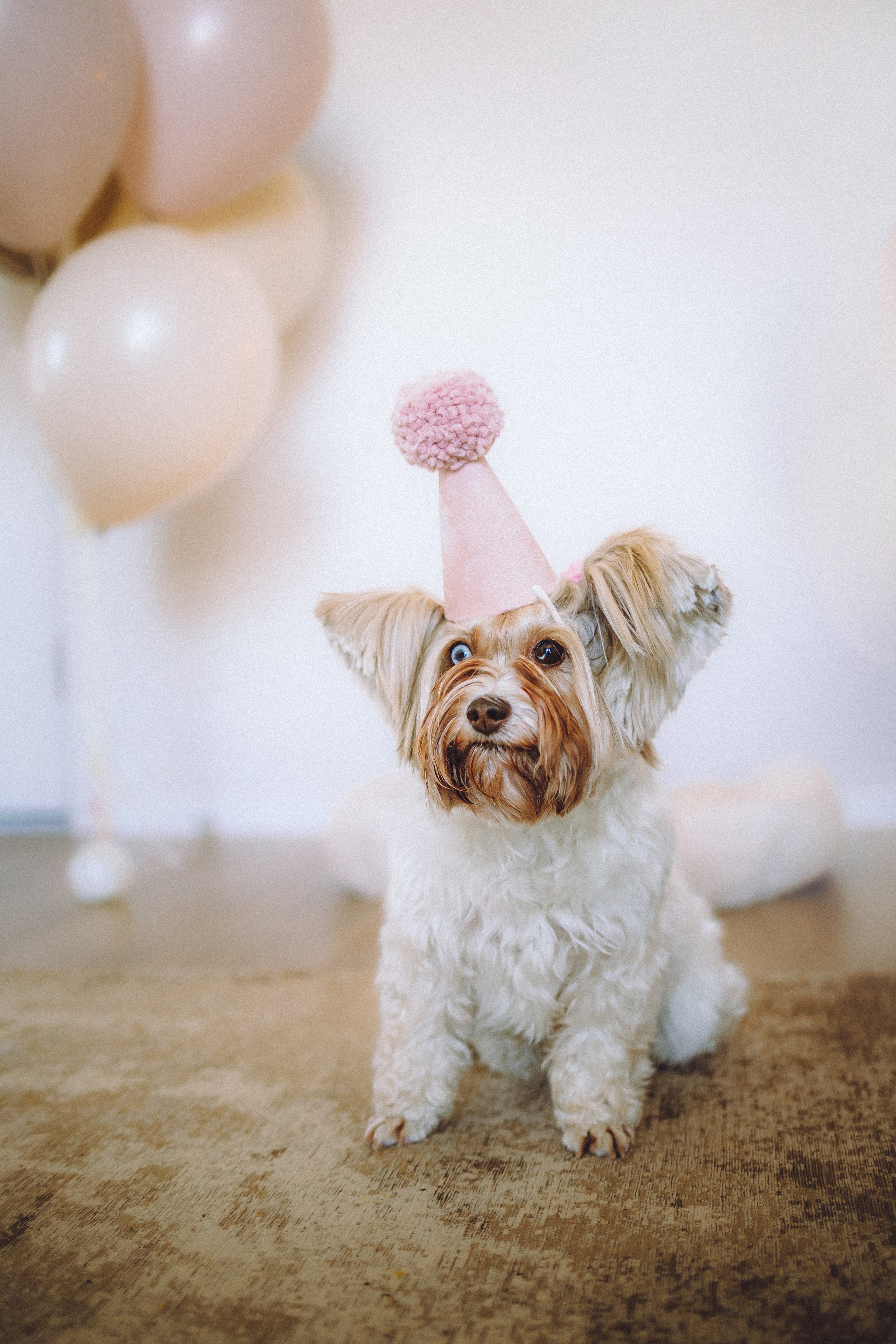 День Рождения Шу