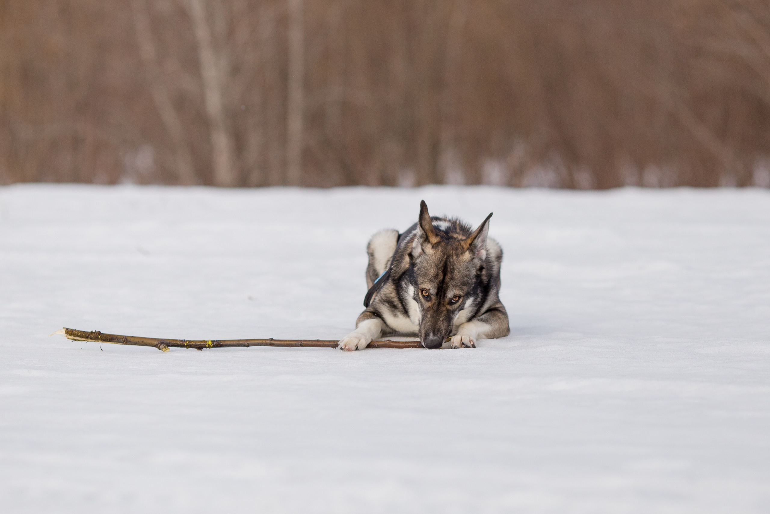 Фотосессия с собакой в Архангельске