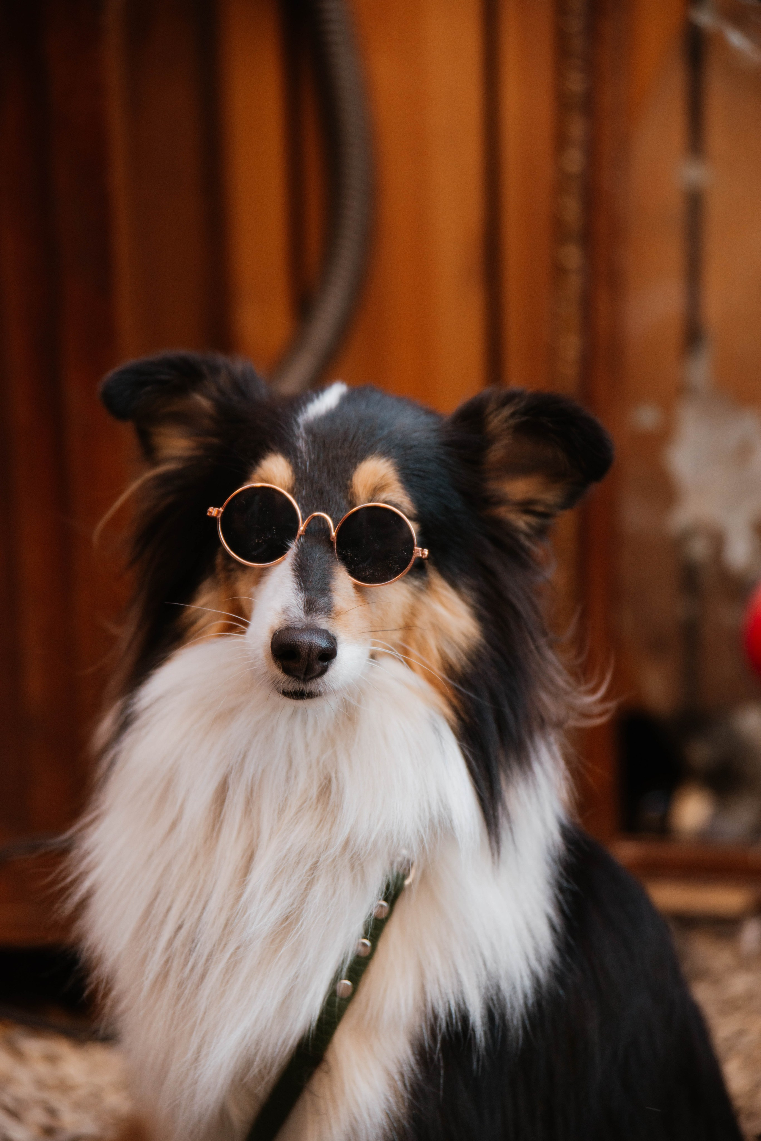 Дог-вечеринка на летнике «Кутёж». Ксения Glossa. Портретный и репортажный фотограф в Самаре