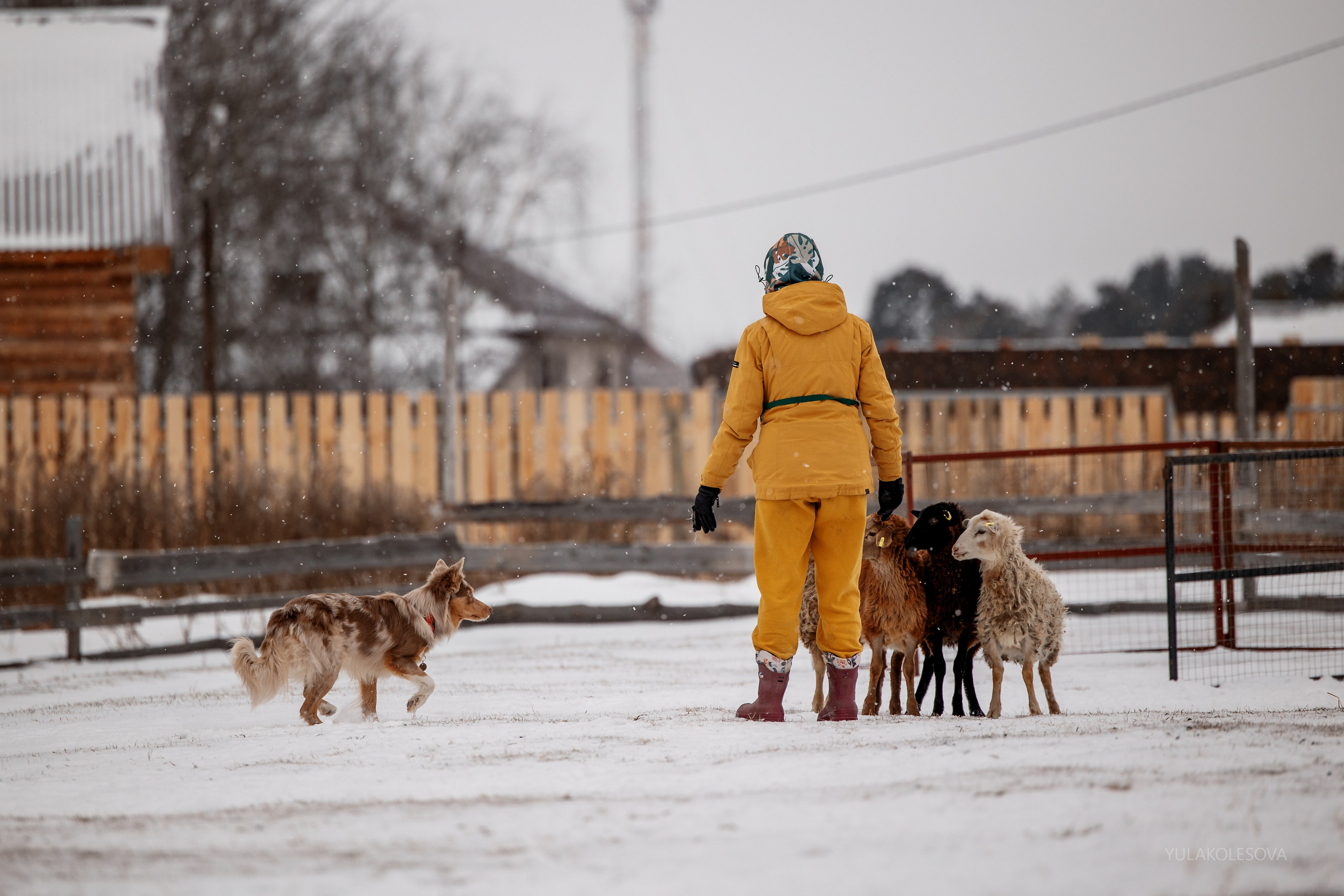 Пастуший интенсив, ноябрь 2024. YULA KOLESOVA | Фотограф — Анималист | Художник | Тюмень