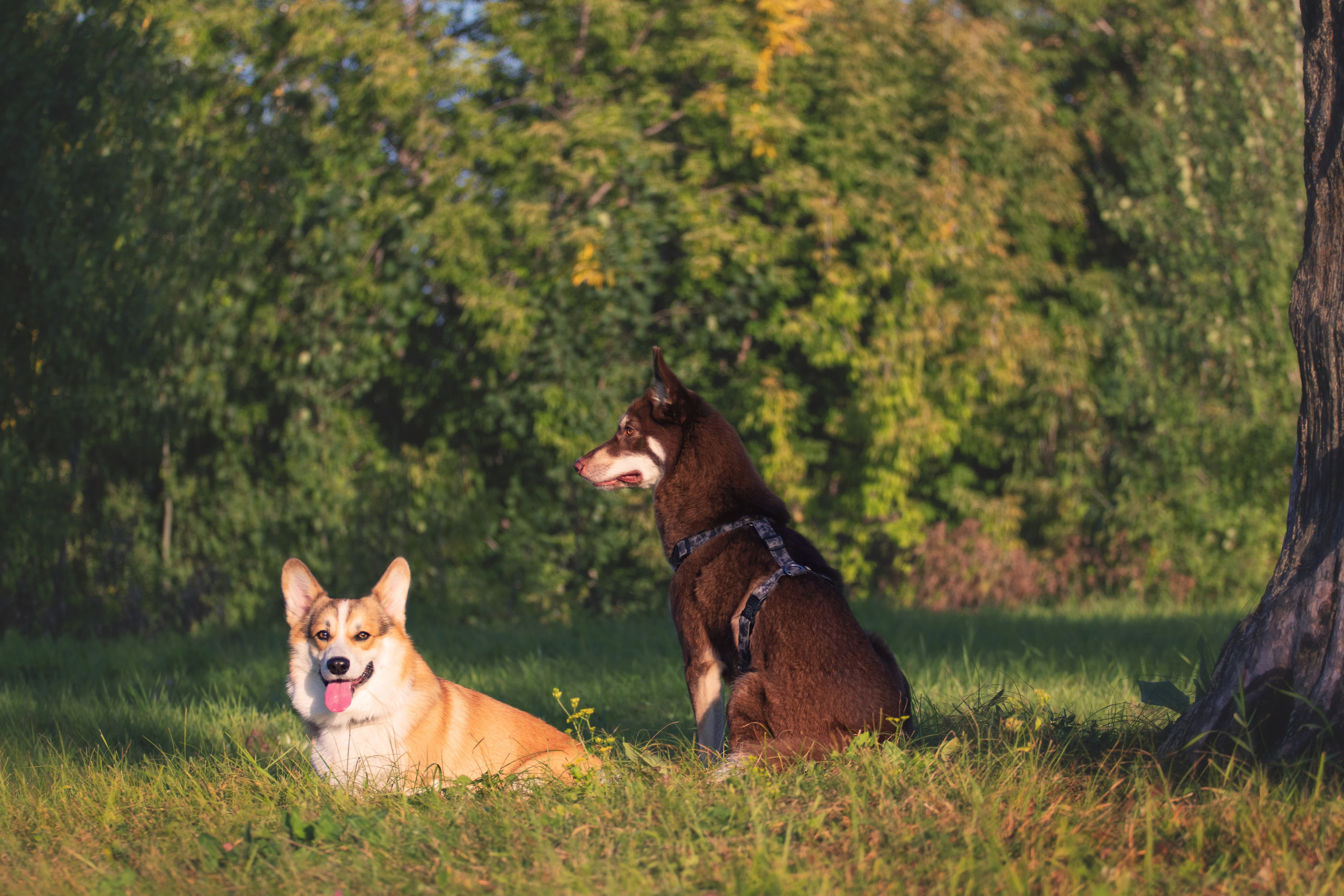 Светлана и Тисэ. YULA KOLESOVA | Фотограф — Анималист | Художник | Тюмень