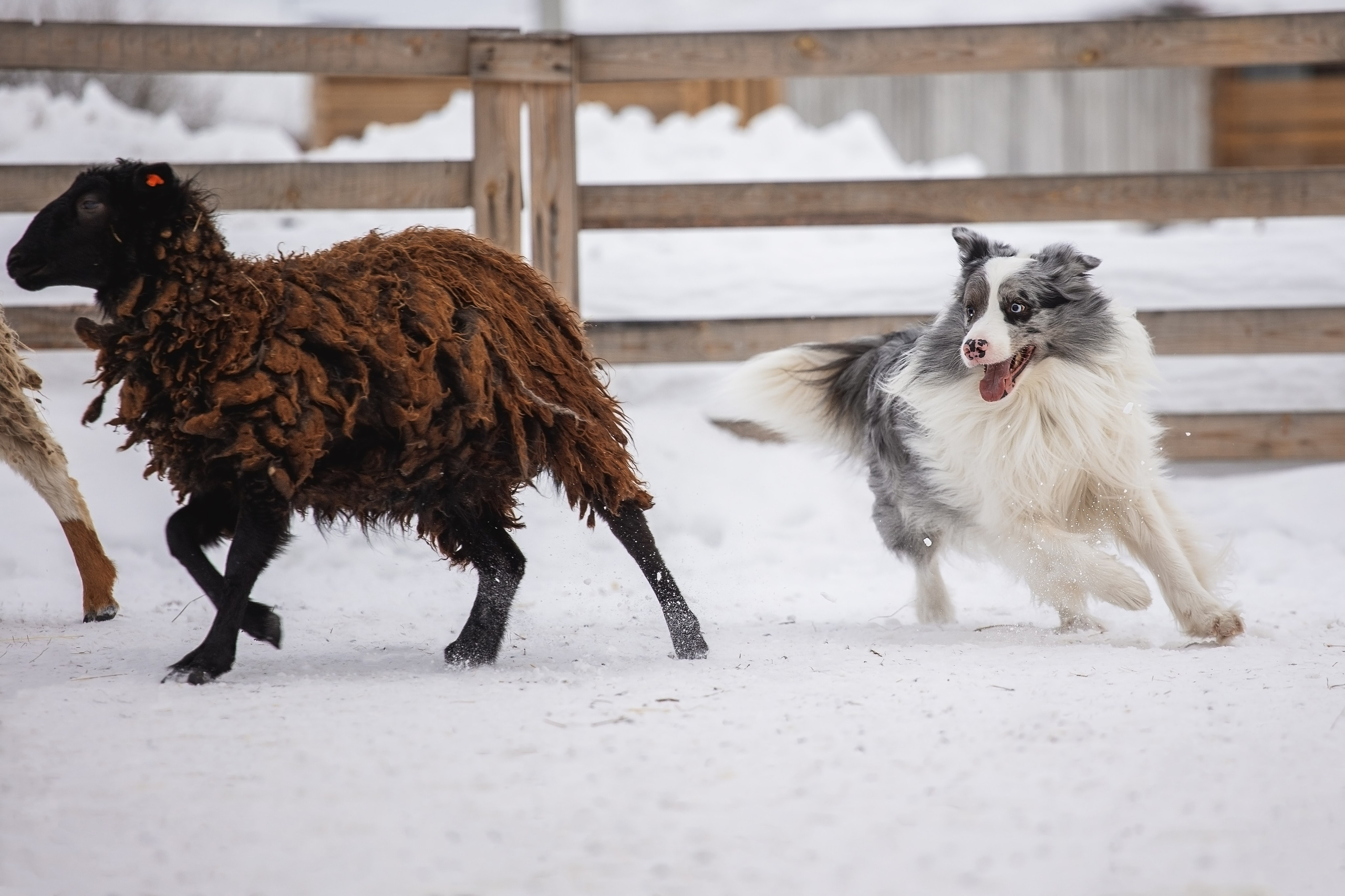 Ольга и Лаки. YULA KOLESOVA | Фотограф — Анималист | Художник | Тюмень