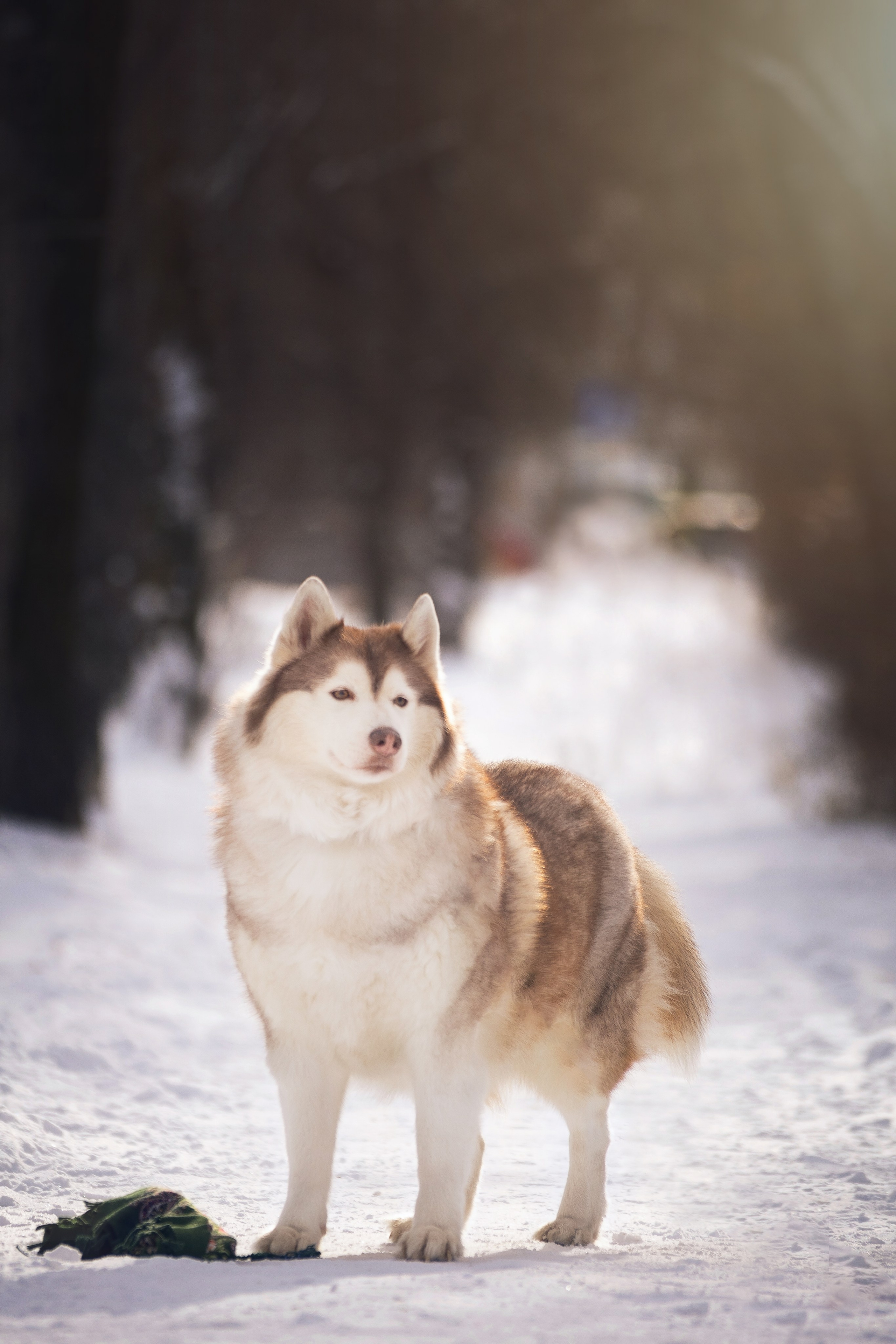 Собаки на улице. Slavilada-Лапки. Свет. Любовь… Профессиональная фотосессия питомцев Для памяти, пристройства и продажи. Хабаровск