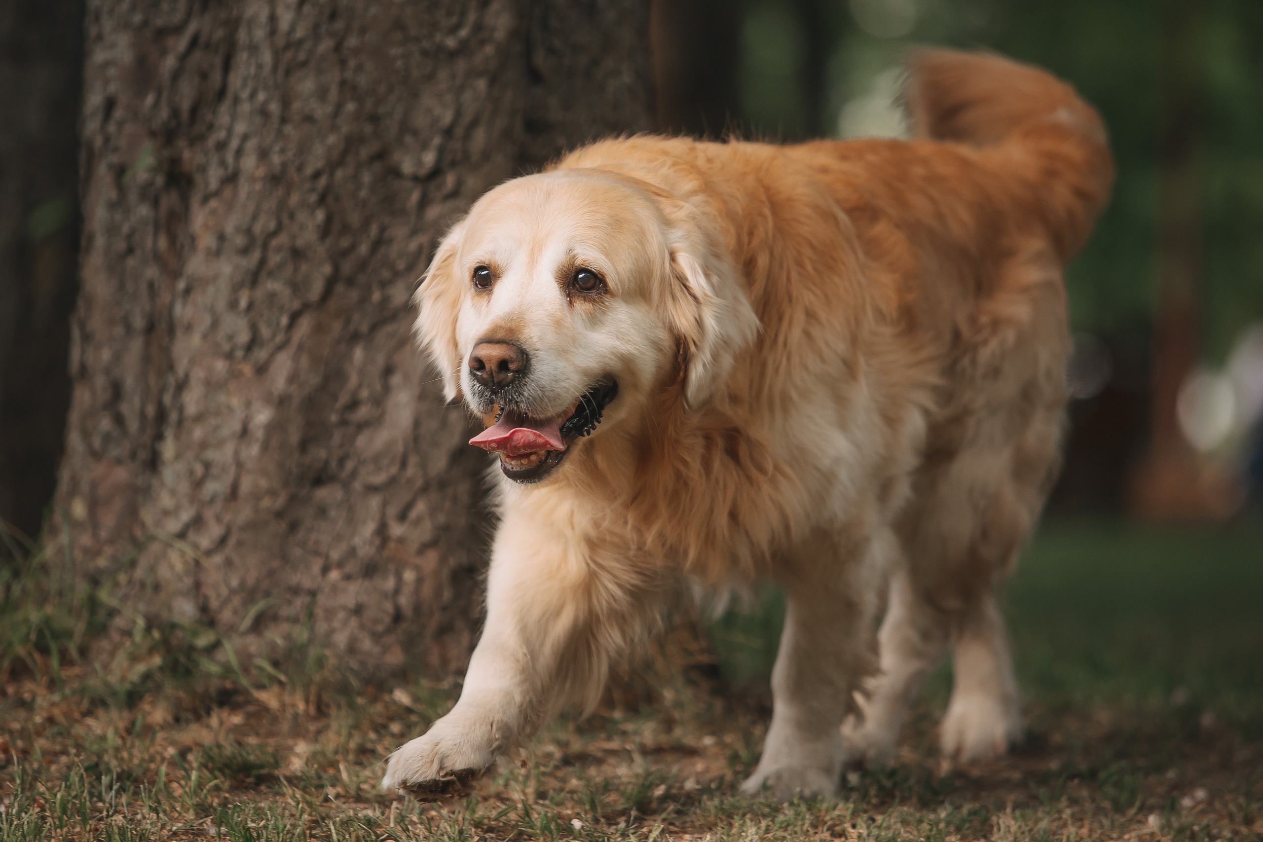 Золотистый ретривер Кант, Калининград. Свадебный и женский фотограф