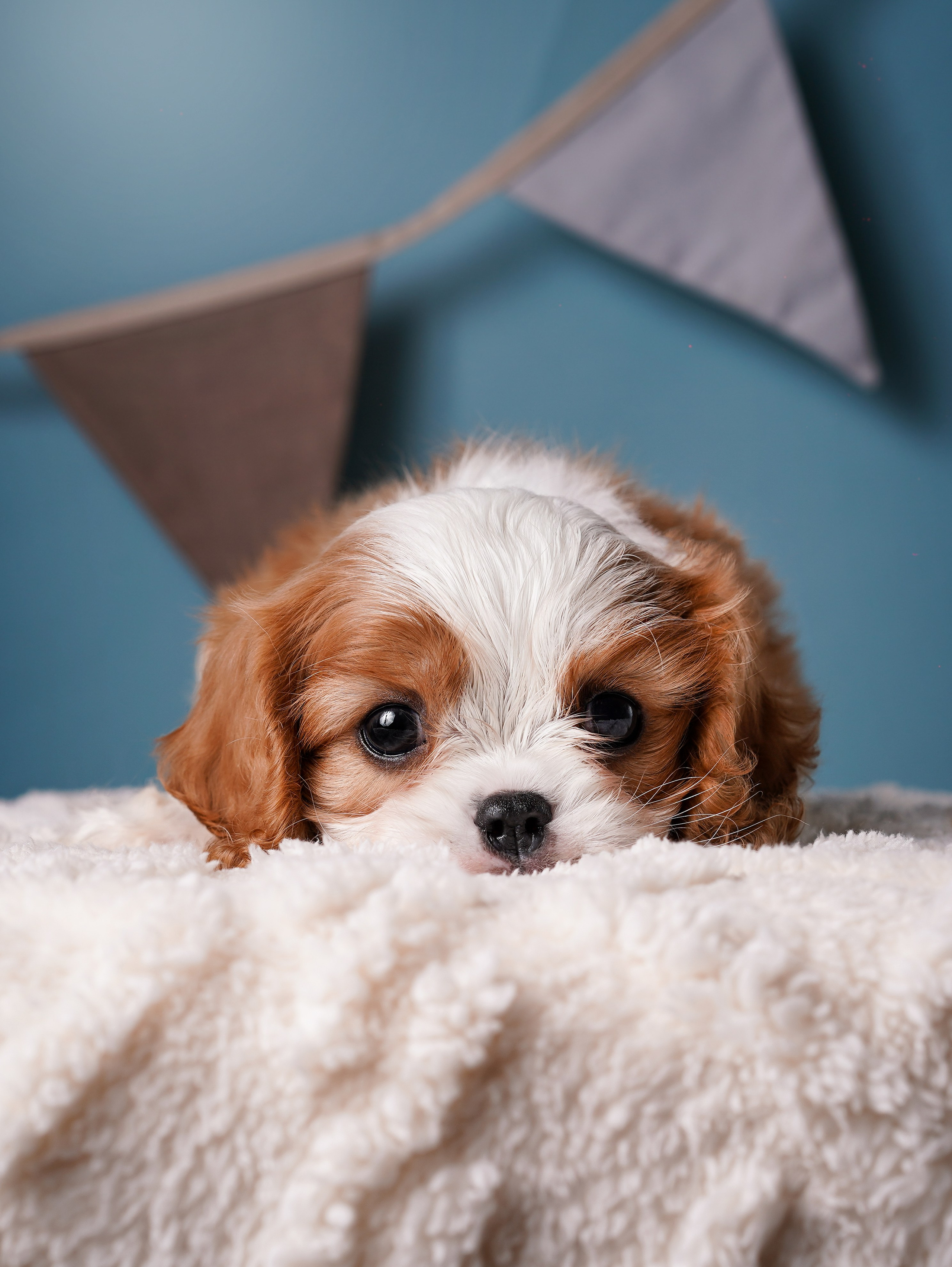 Щенки кавалера. Фотограф-анималист в Санкт-Петербурге Яна Мартынова