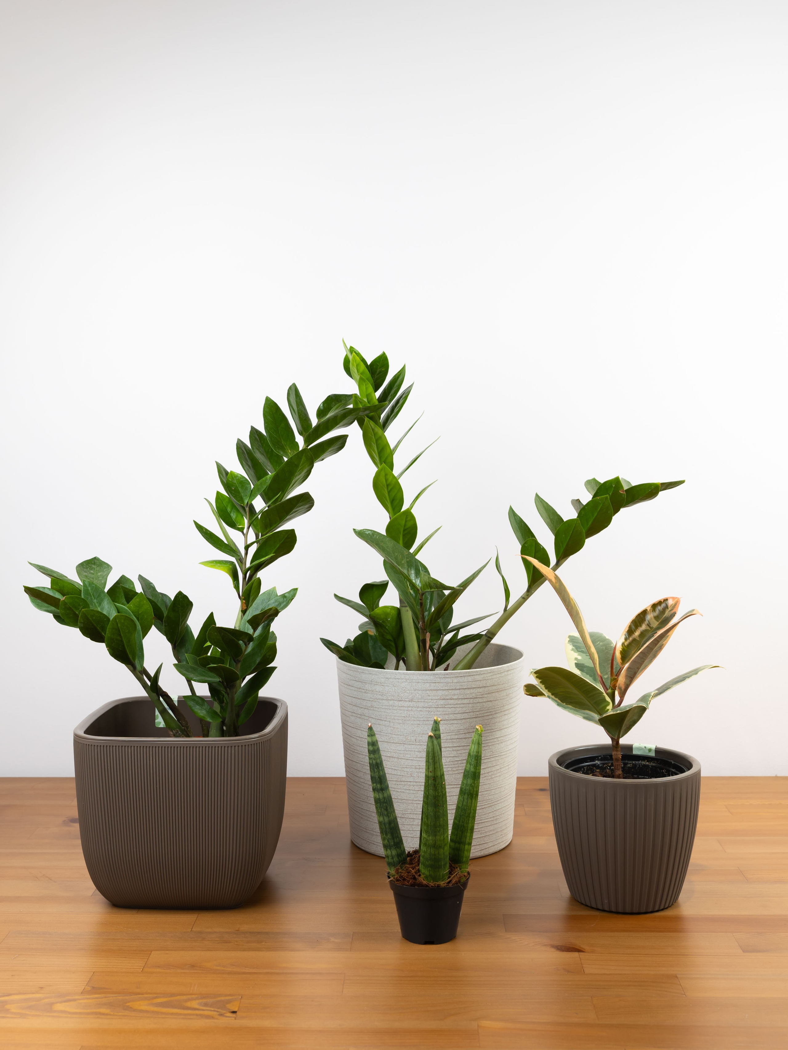 01.08.2025 Фотосессия Цветополис. ФОТОГРАФ ВИНОГРАДОВА ДАРЬЯ