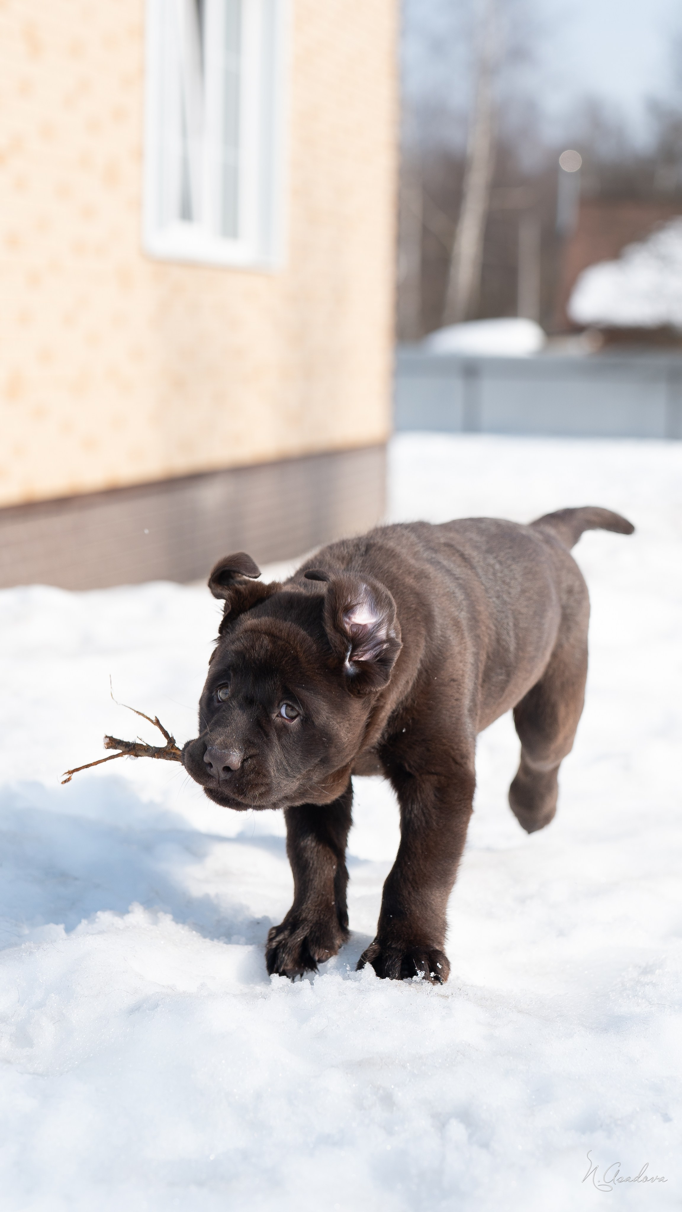 Лабрадор Тейла 2мес. Фотограф-анималист Асадова