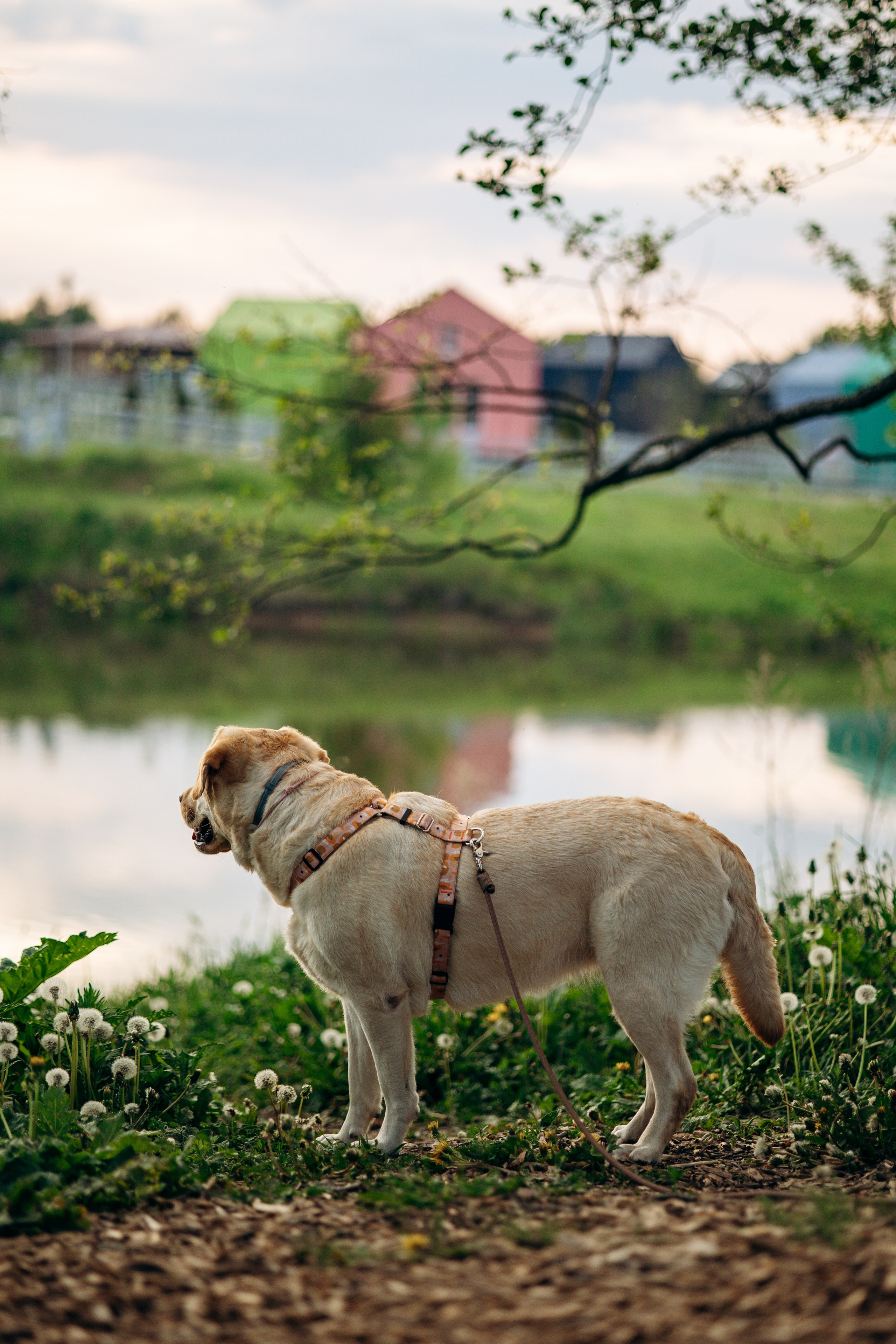 Шани и ее семья. Фотограф — Анималист | Санкт-Петербург