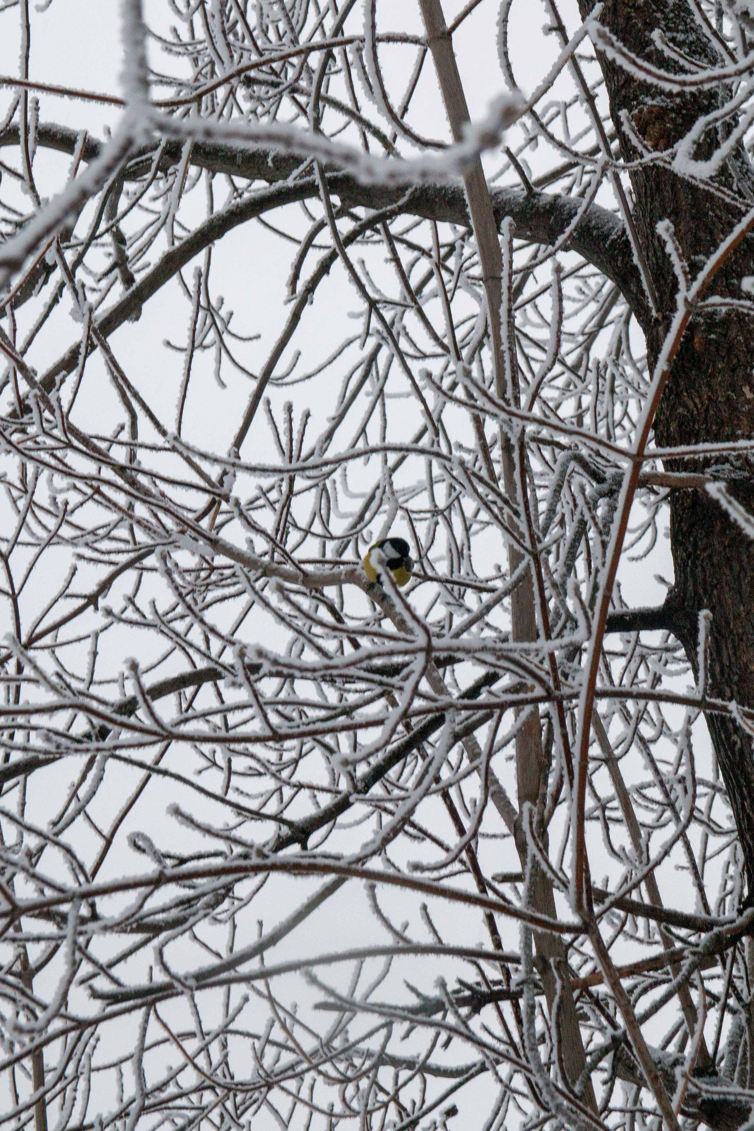 Пища для глаз. Ваш фотограф Северск | Томск
