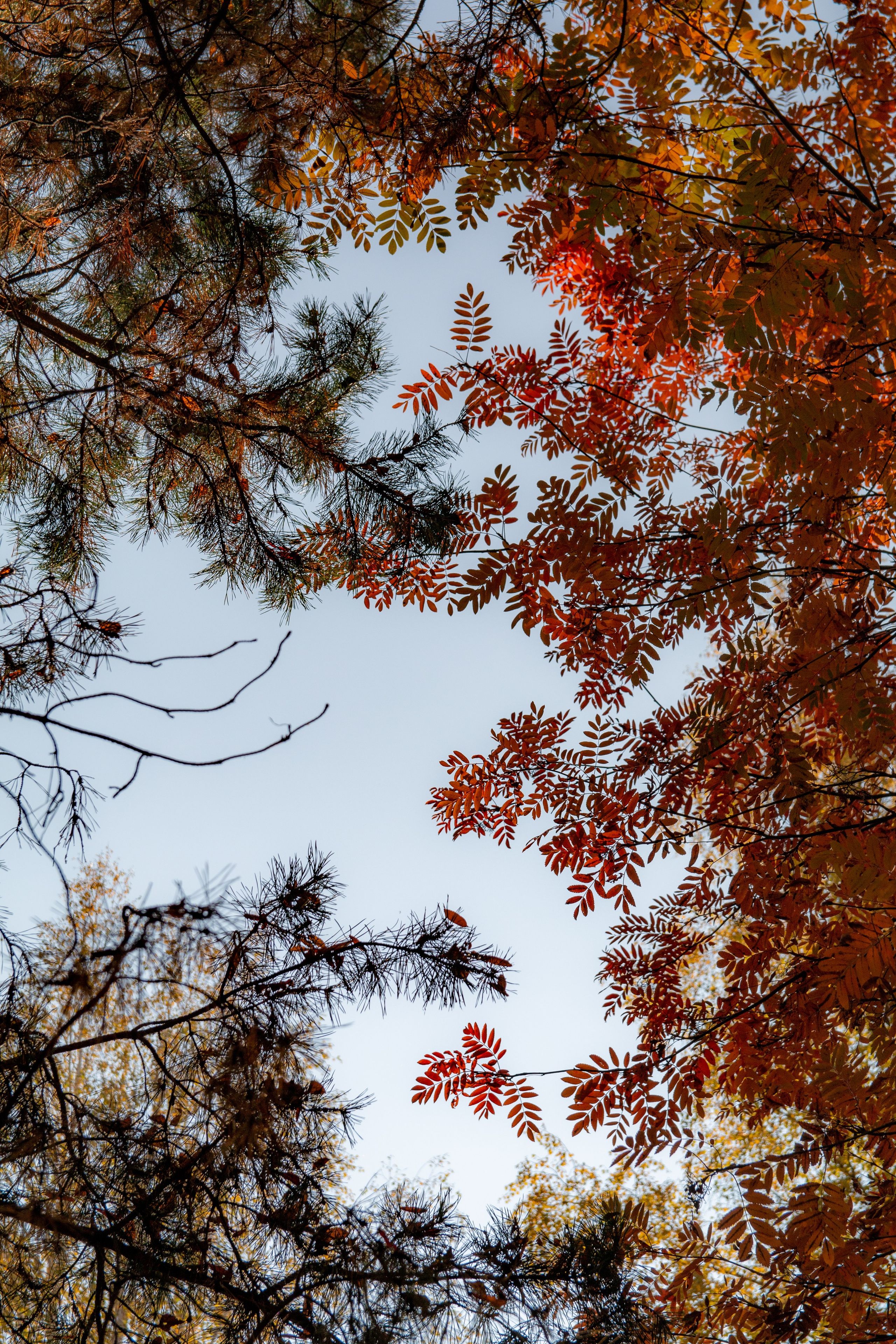 Осень. Ваш фотограф Северск | Томск