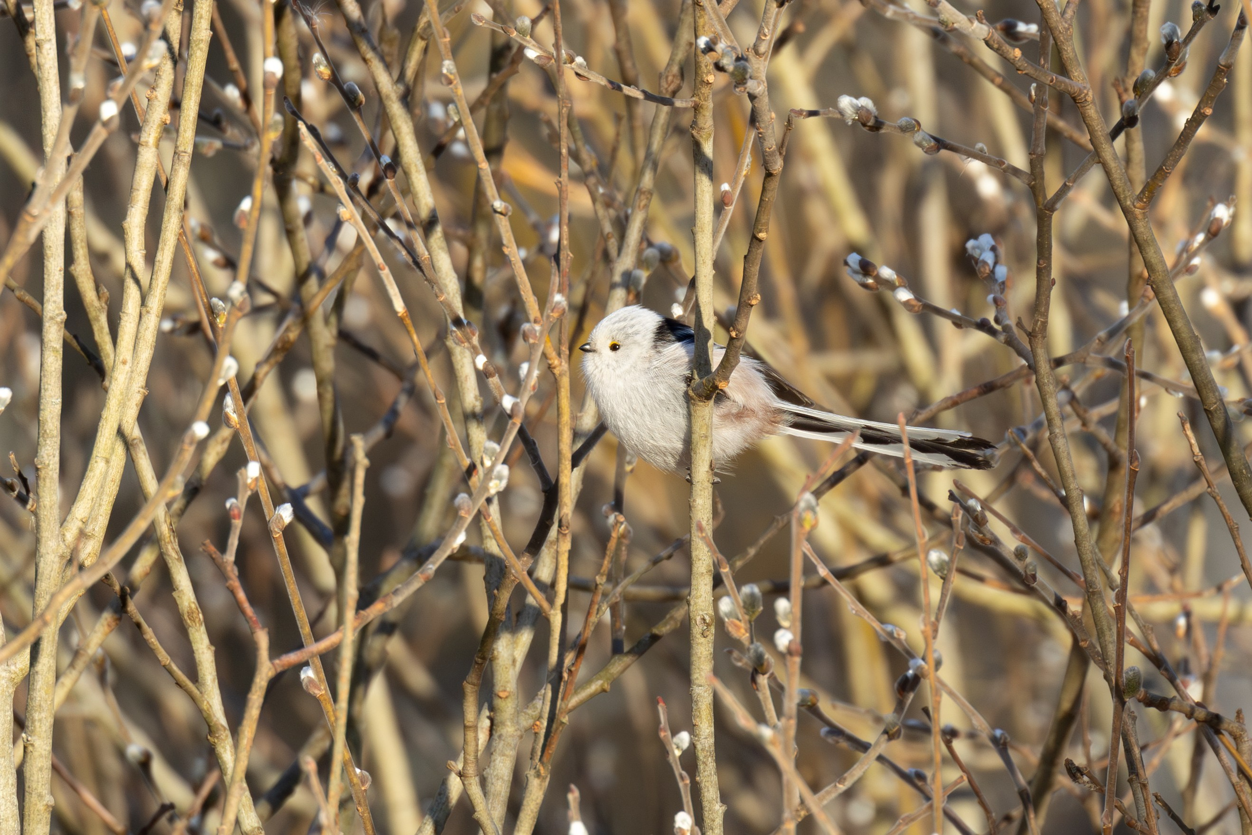 Птицы СНТ «Подлесье». Птицы парков г. Люберцы