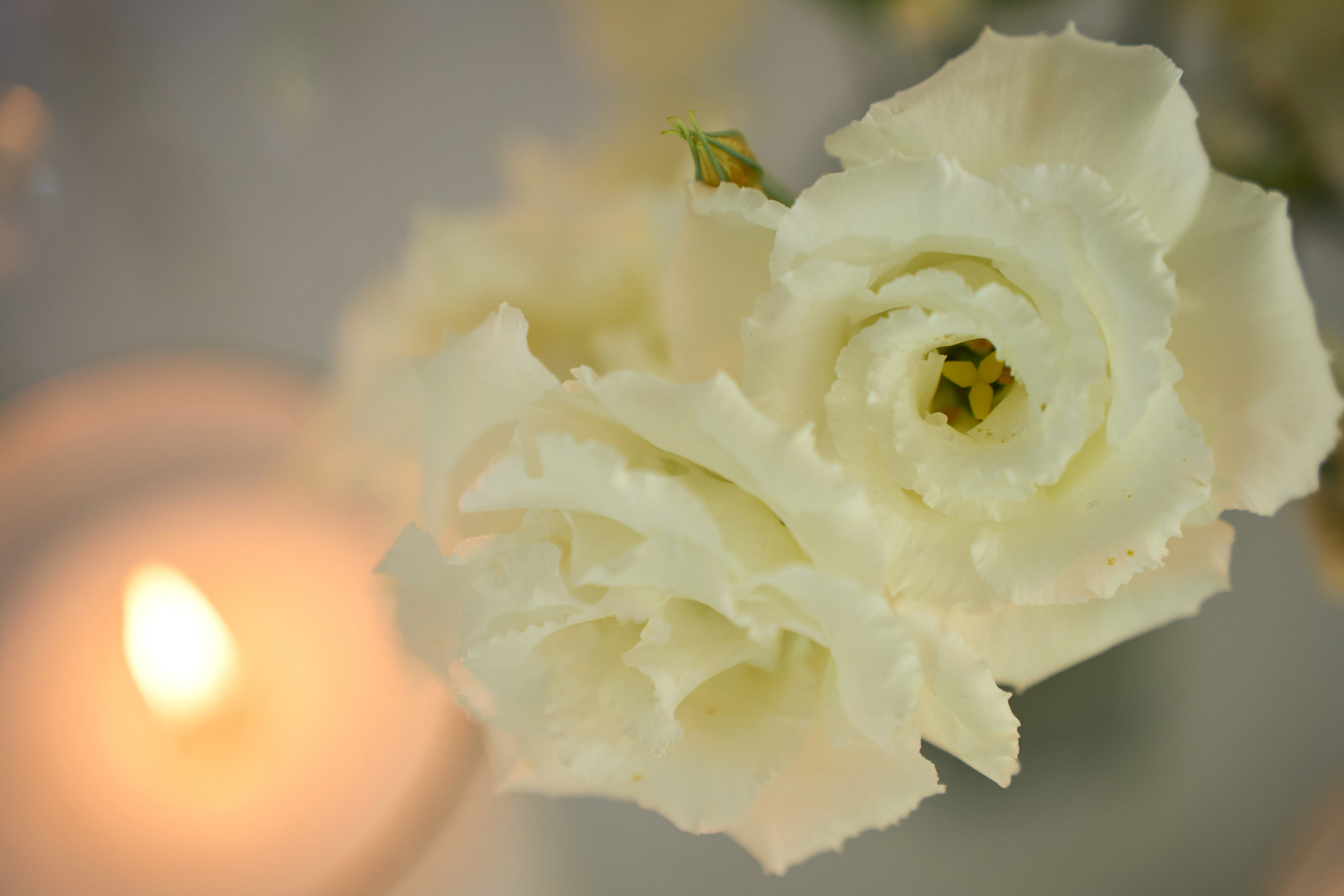 Сватовство в Краснодаре от лучших фотографов и операторов TWINS STUDIO. ТВИНС СТУДИО — лучшие свадебные фотографы и видеографы в Краснодаре