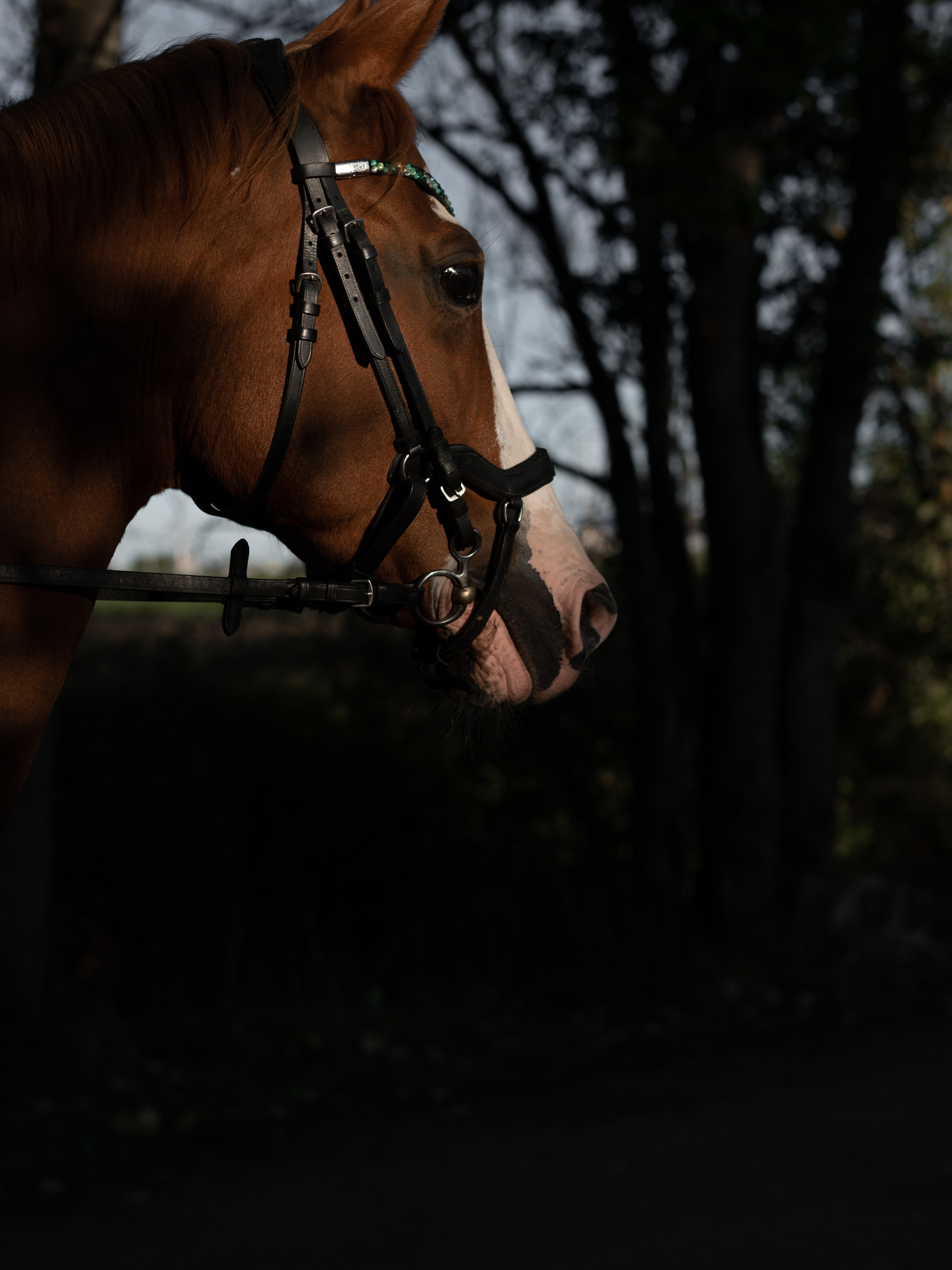 Александра. Фотограф Анна Хассаинет LIFE / LOVE/ IMAGE