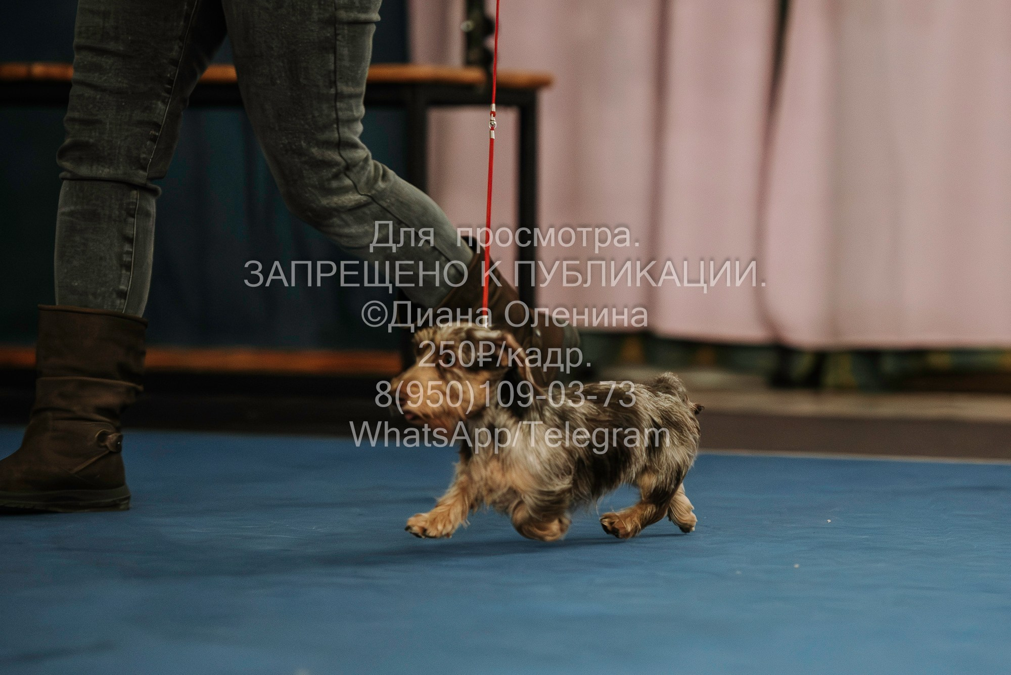 Выставка собак Красноярск 29.10.2023. Фотограф Диана Оленина Красноярск / Братск