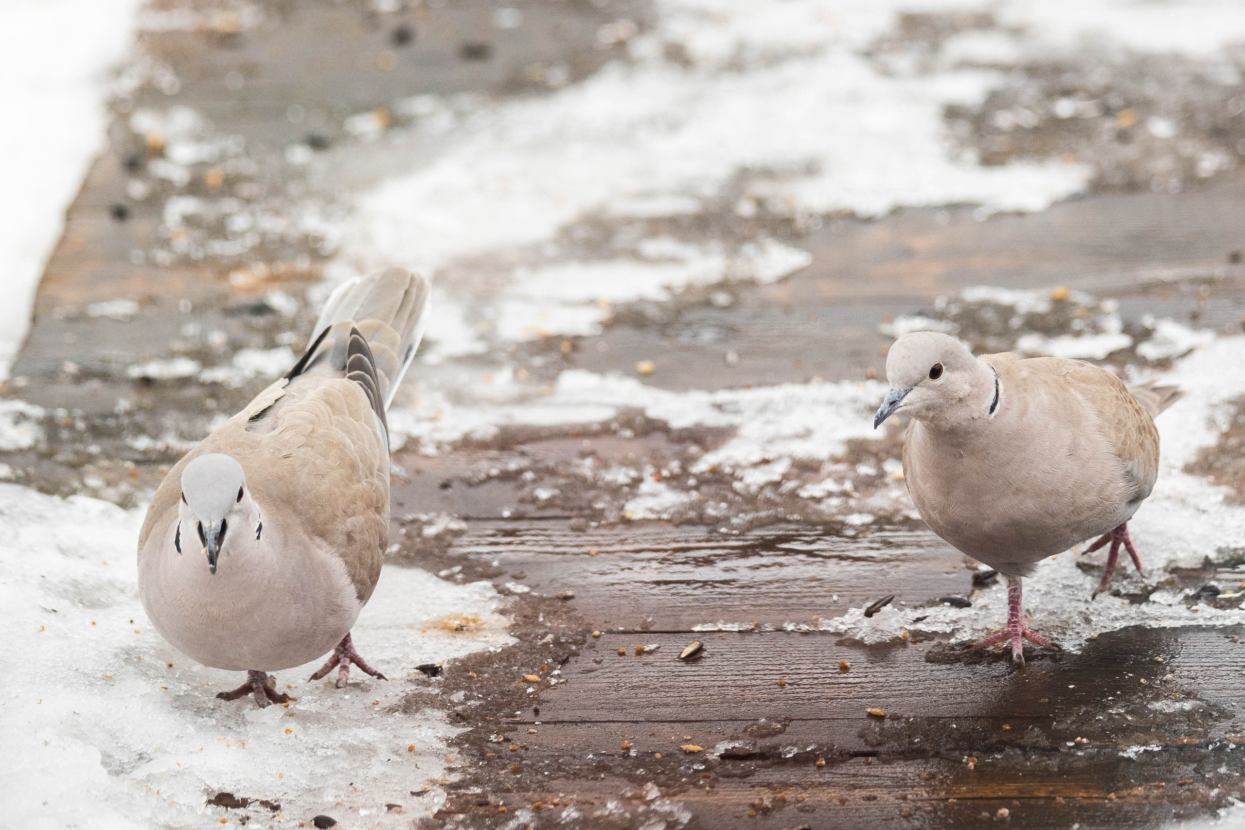 Дикий животный мир. Фотограф-АниМалист Анна Абрамова