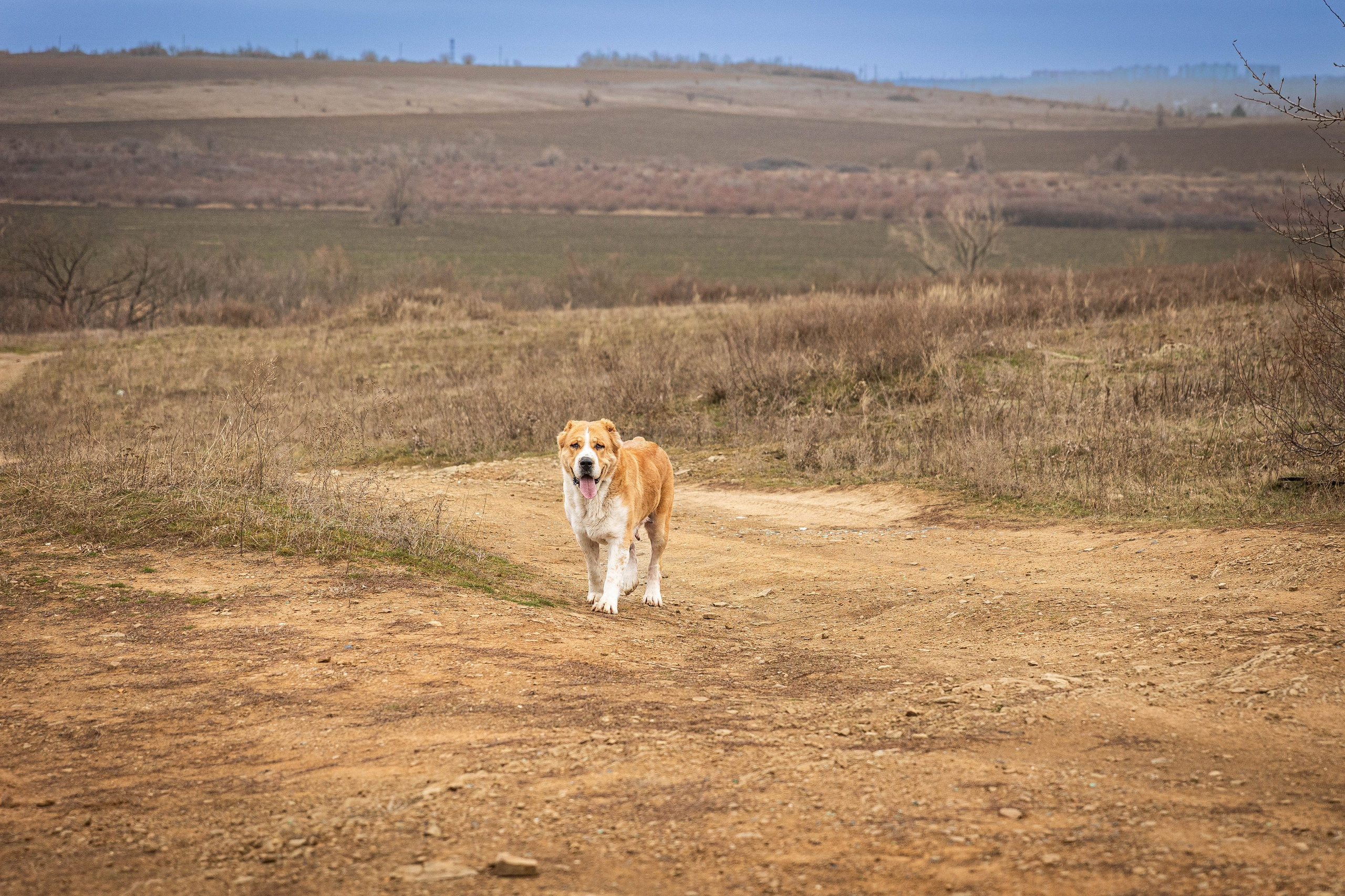 Пальма. Фотограф-АниМалист Анна Абрамова