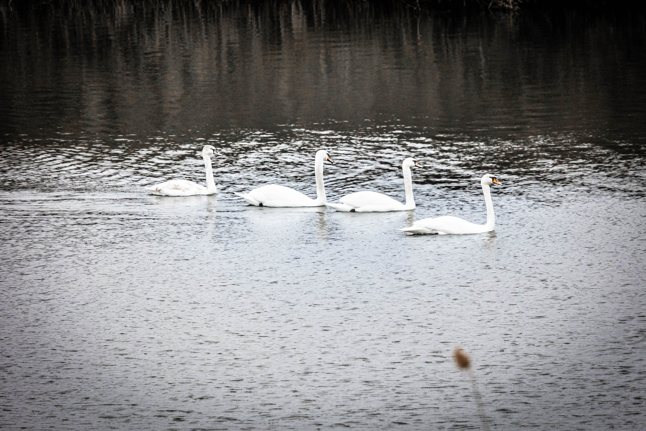 Дикий животный мир. Фотограф-АниМалист Анна Абрамова
