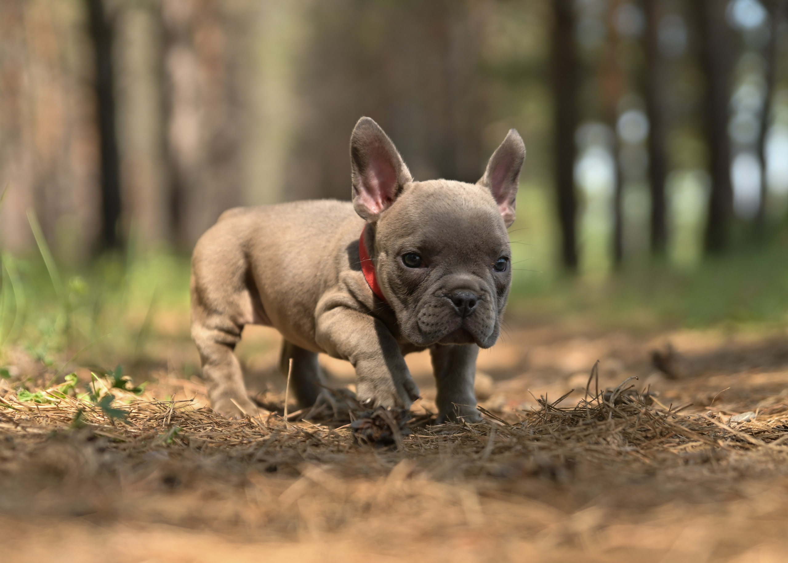 Свободные щенки Американский Булли в Иркутске. Питомник собак Иркутск