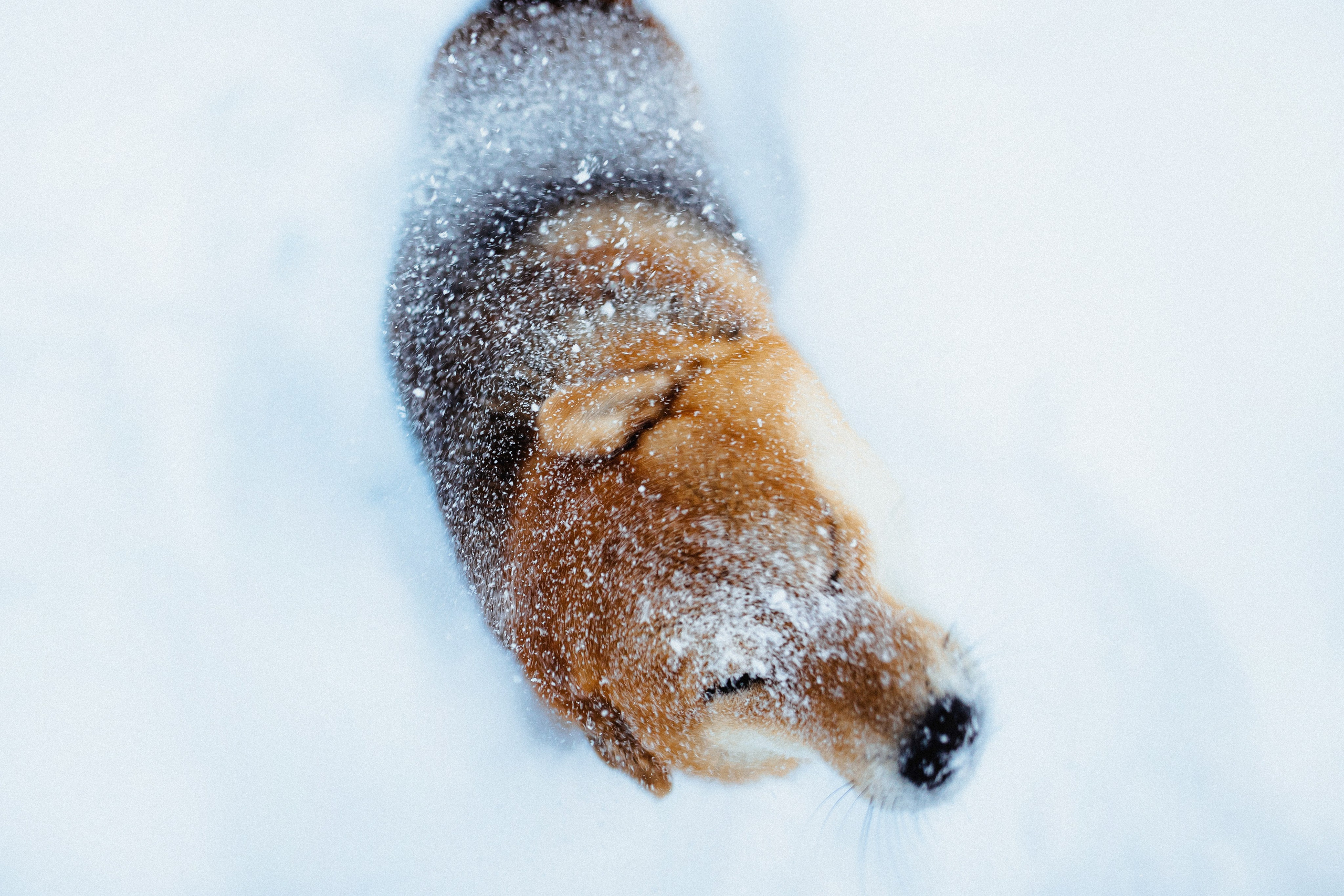 Шед, Цири и Ира