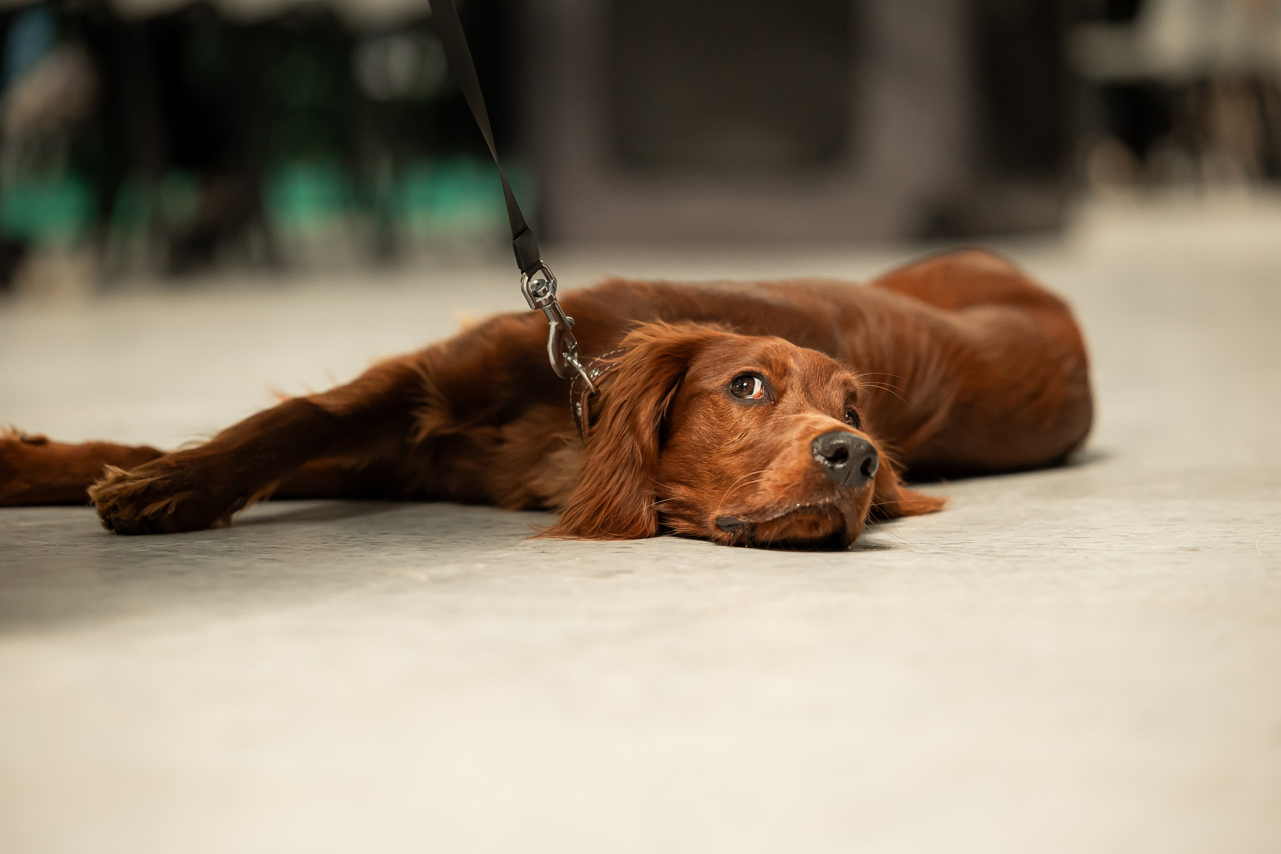 Выставка сеттеров 19.05.24