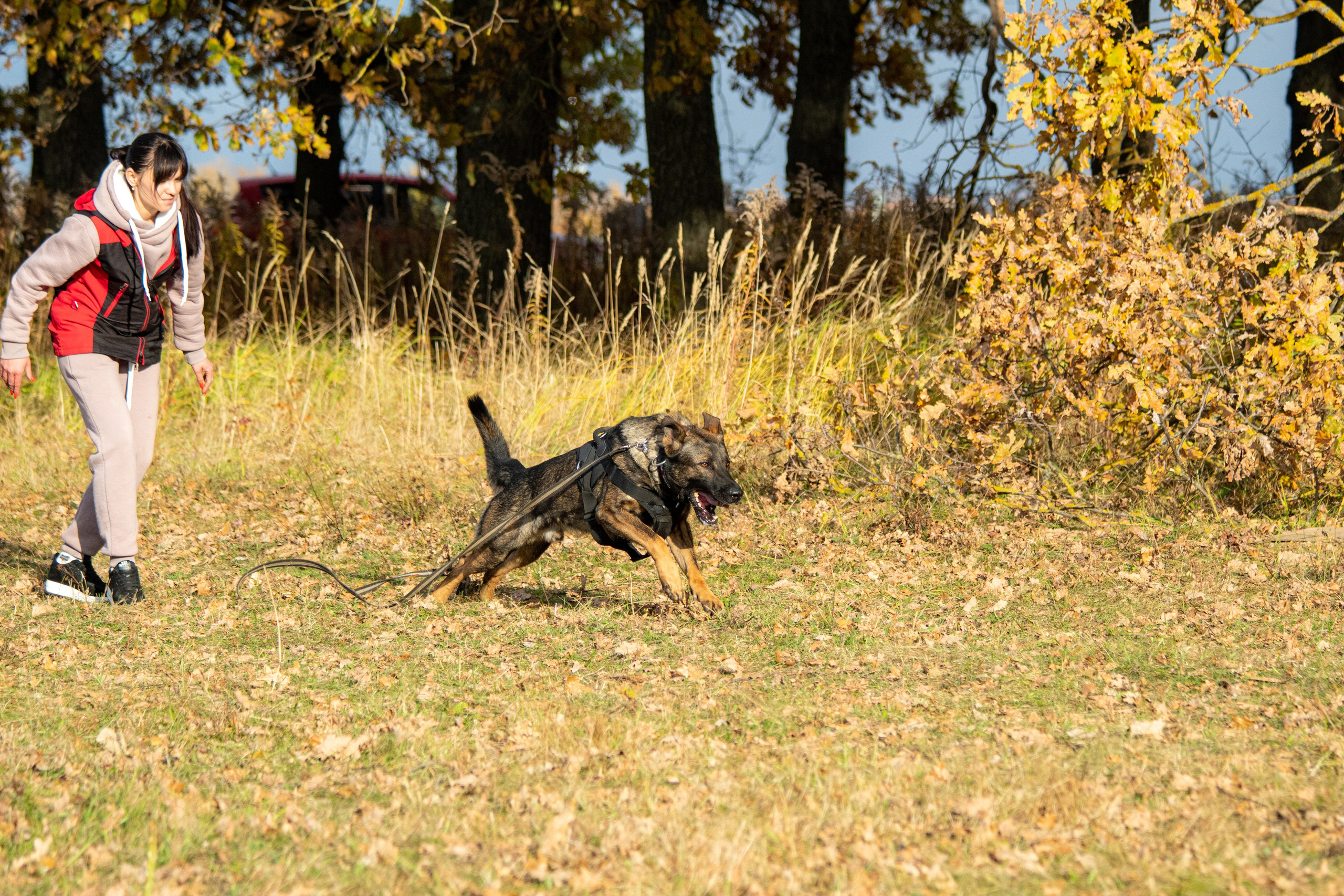 Тренинг защитного раздела. Фотограф анималист — Тула, Москва