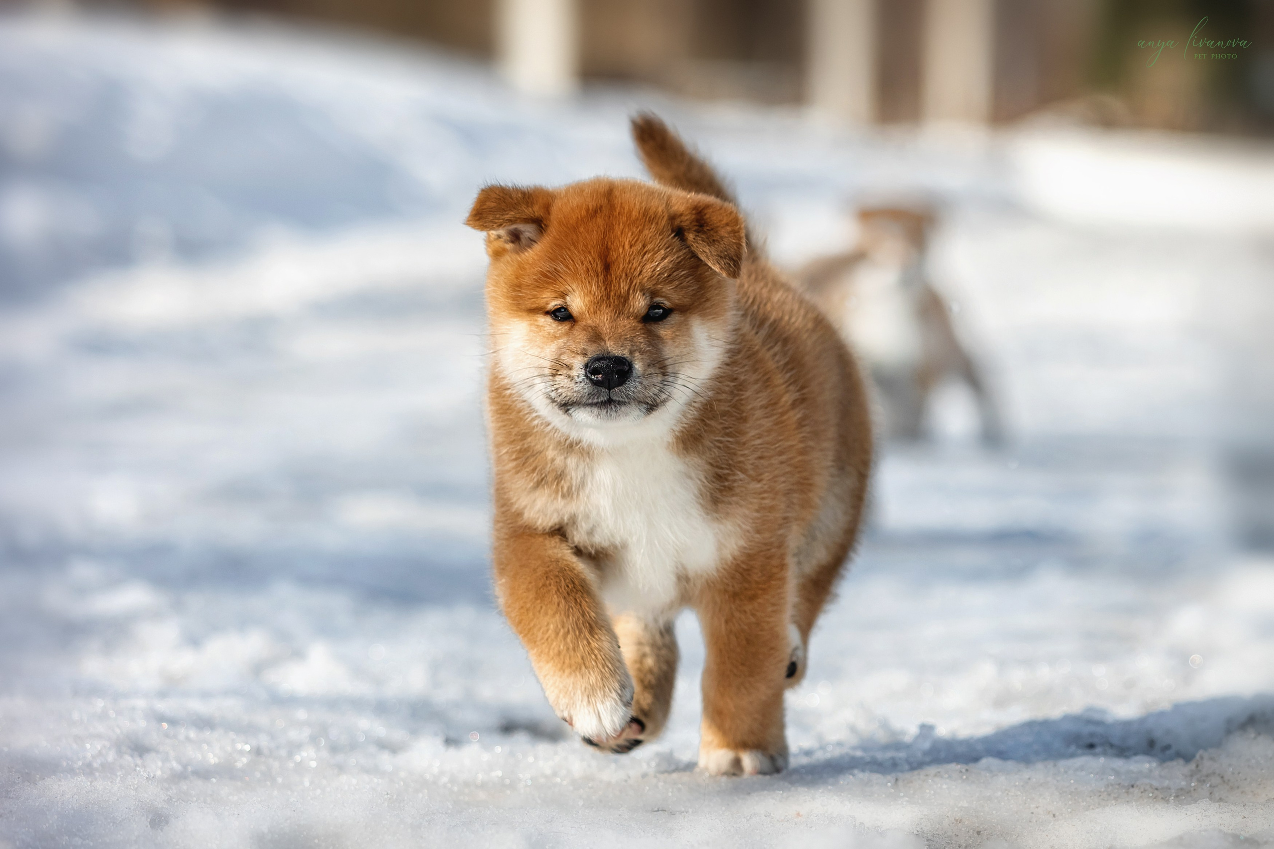 Сибы. Фотограф анималист Аня Ливанова | Рыбинск