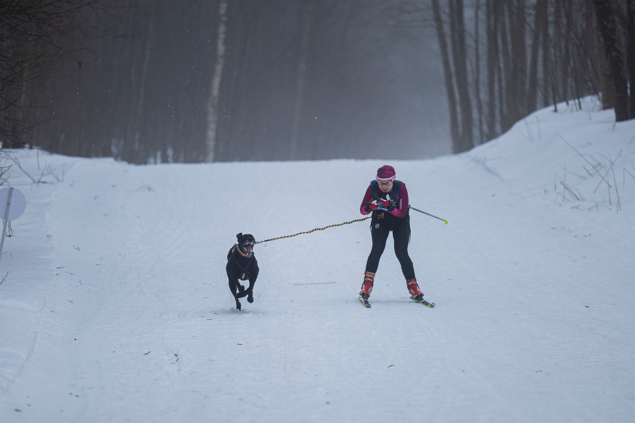 Зимний Чемпионат Санкт-Петербурга по ездовому спорту. Фотограф-анималист Анна Маринич