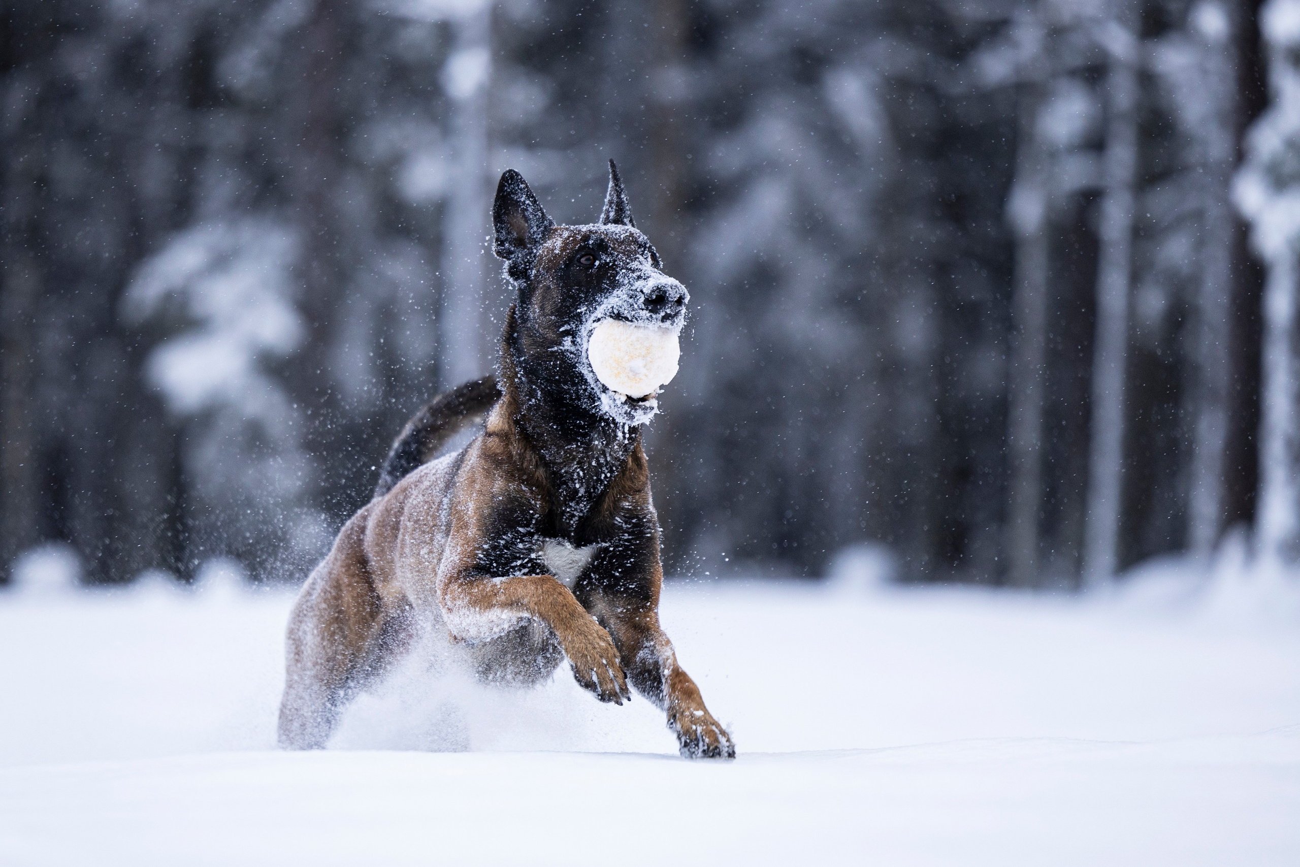 Раш. Фотограф-анималист Анна Маринич