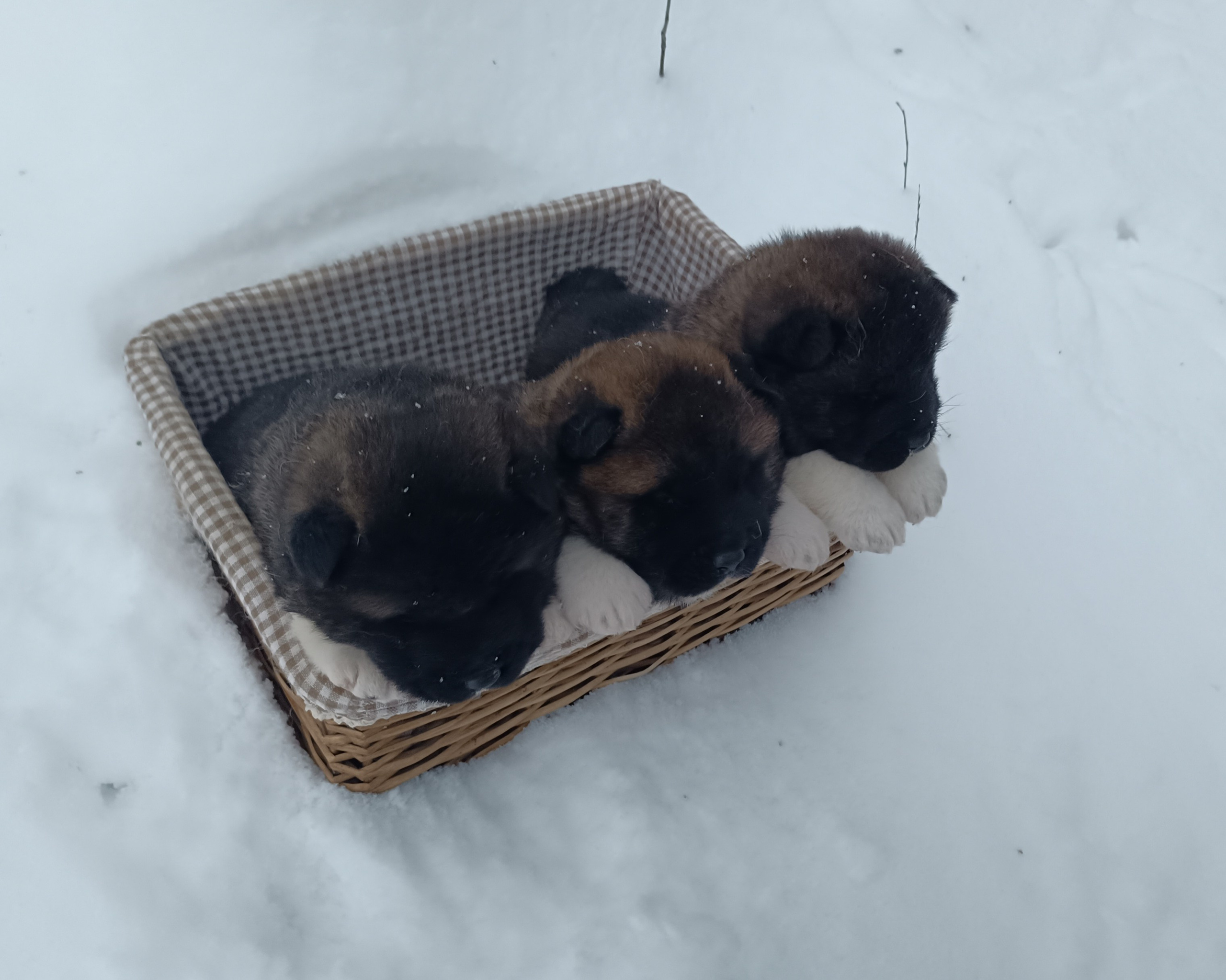 Американская акита  щенки питомник Санкт-Петербург клубные щенки Американская акита питомник RUBYLIGHT Рубилайт купить щенка американской акиты