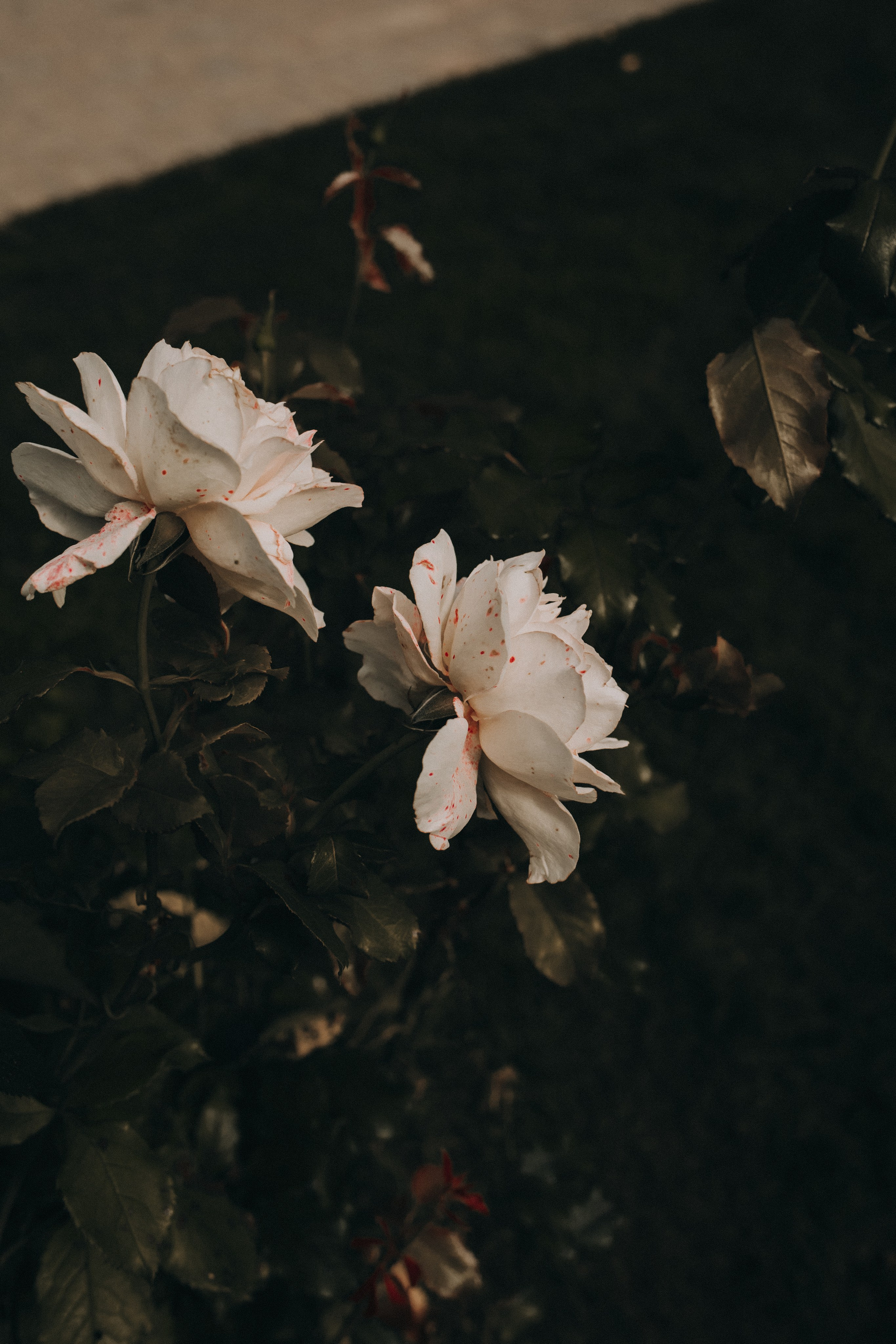 Фотографы Калининграда. Семейный детский фотограф в Калининграде Анна Каратай