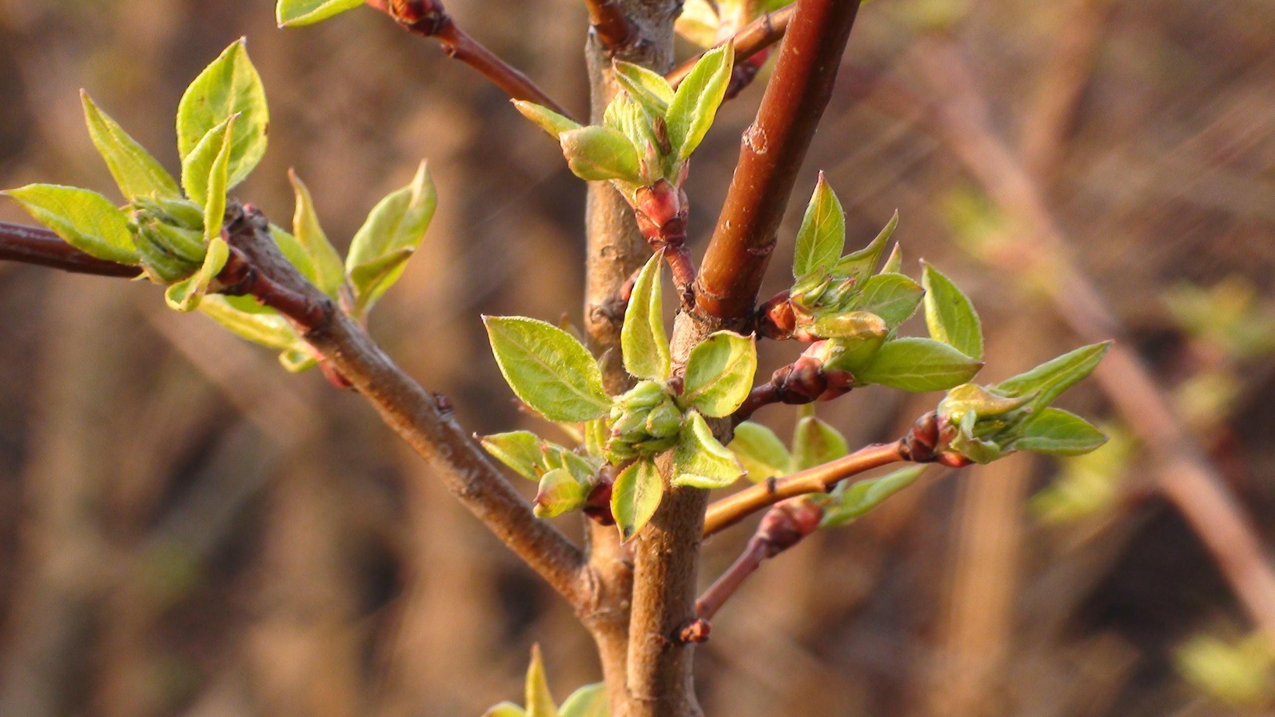 Дача 11.05.2009. Семейный, Свадебный фотограф СПБ Питер— Романова Екатерина