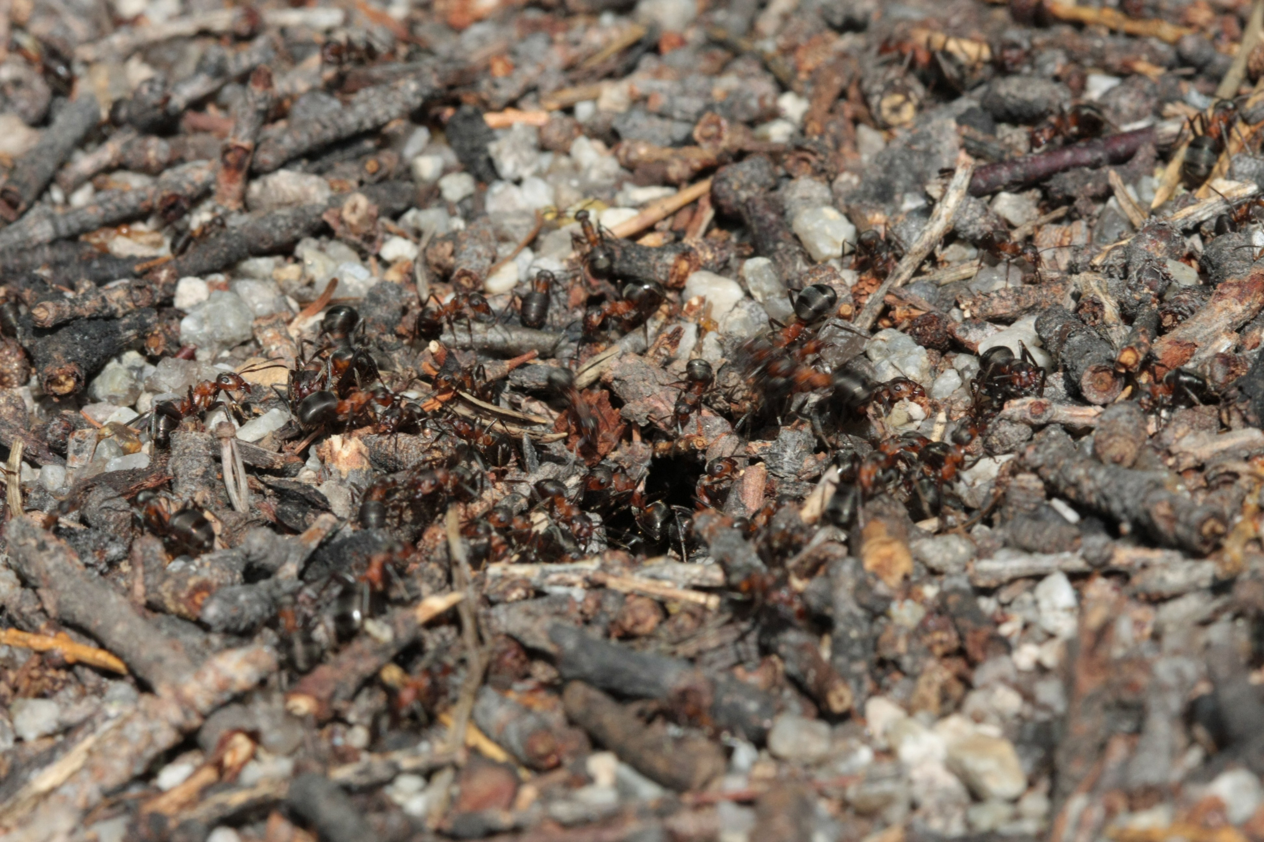 Фото Природы Забайкалья. Студия Максима Белослюдцева