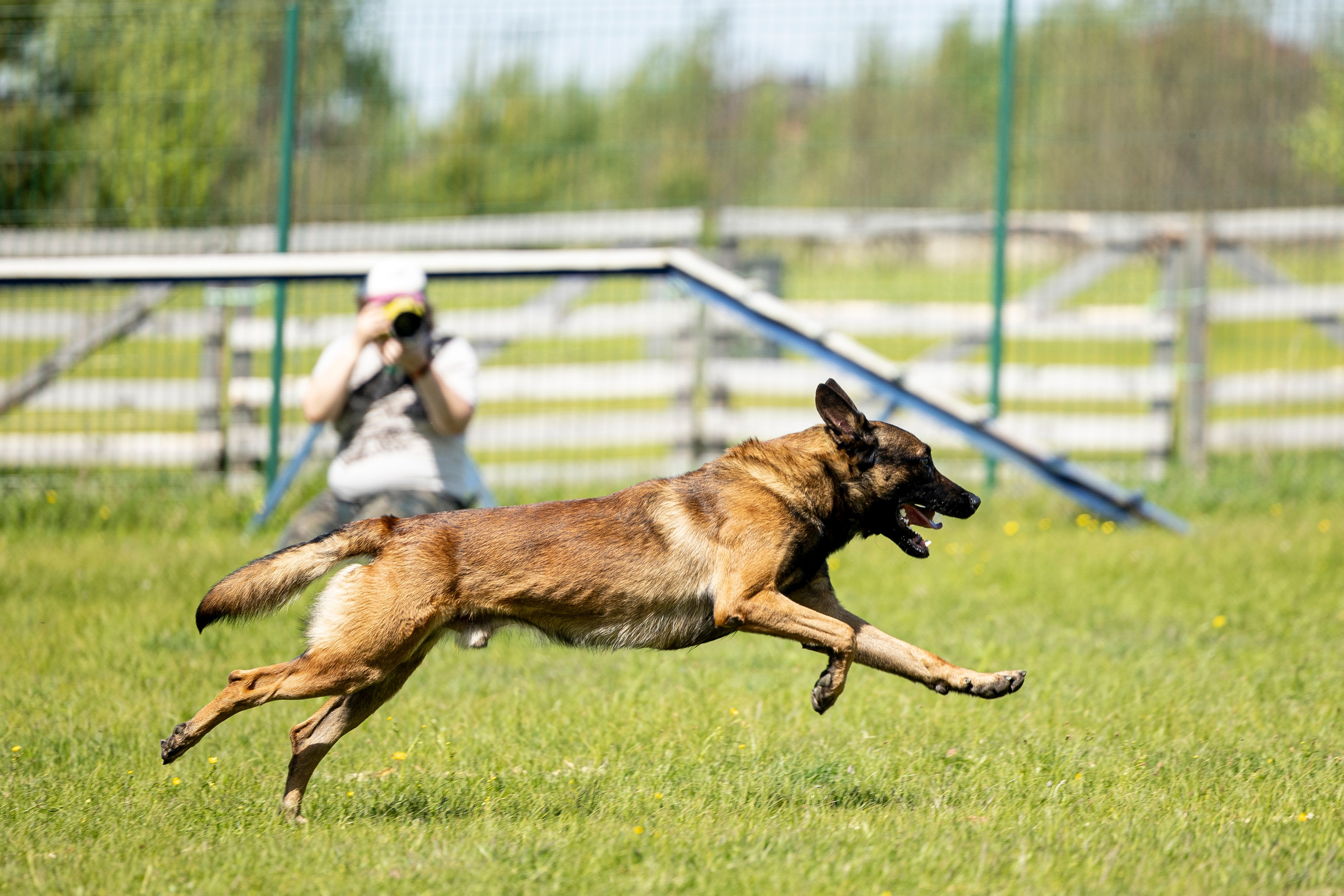 Испытания по мондьорингу в Нижнем Новгороде. Фотограф-анималист Анна Маринич