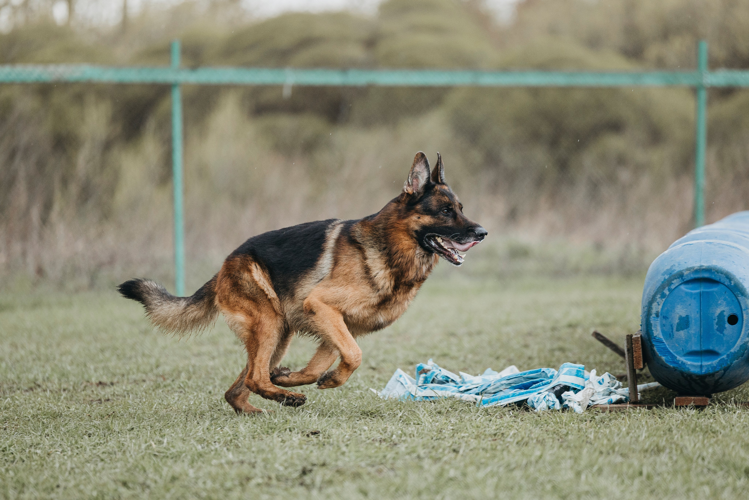09.05.25 Вологда соревнования. Фотограф-анималист Анна Маринич