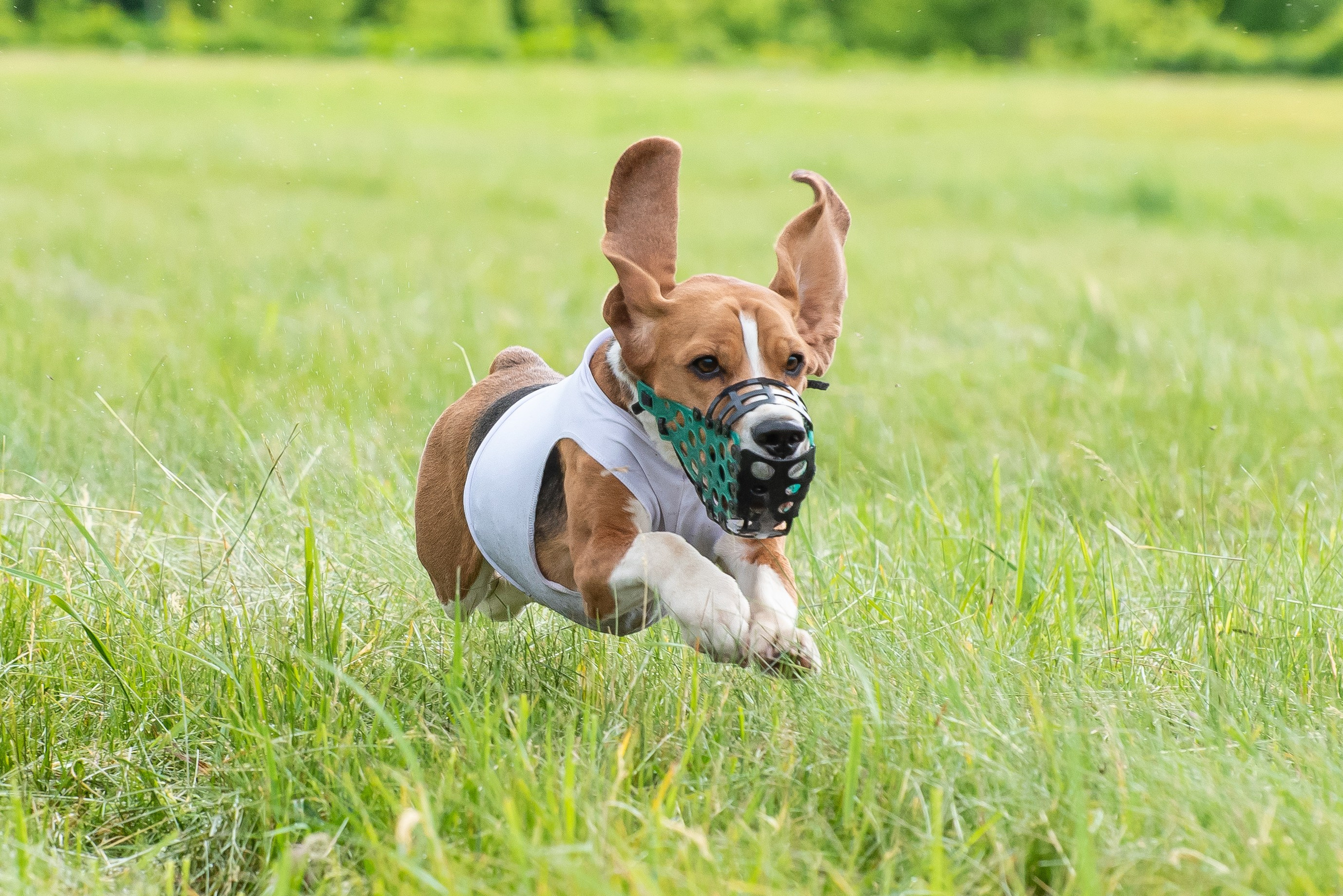 Спортивный фотограф анималист курсинг. Фотограф Макс Огурцов в Нижнем Новгороде