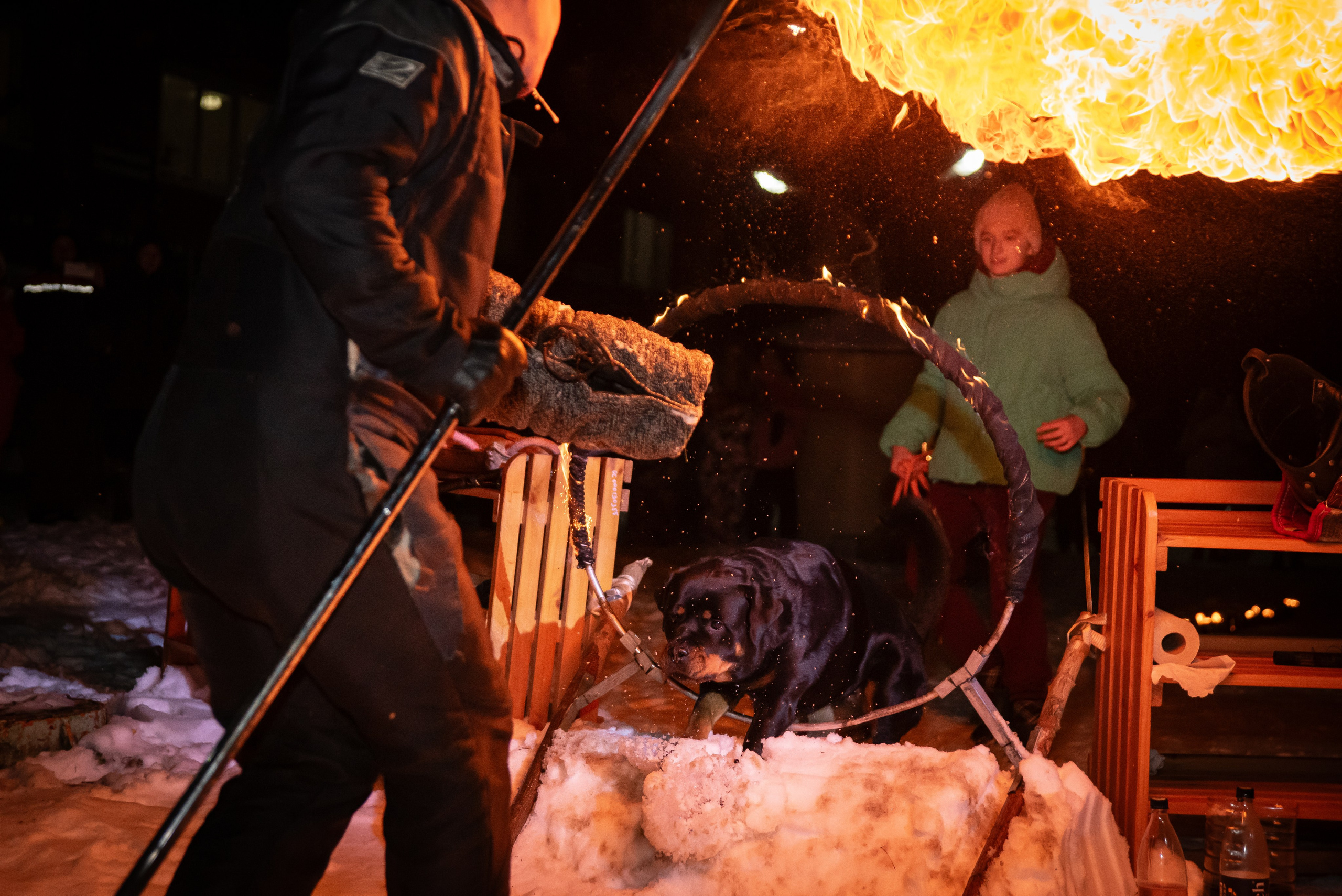 Фотосъёмка с собаками в Кинологическом лагере. Фотограф Макс Огурцов в Нижнем Новгороде
